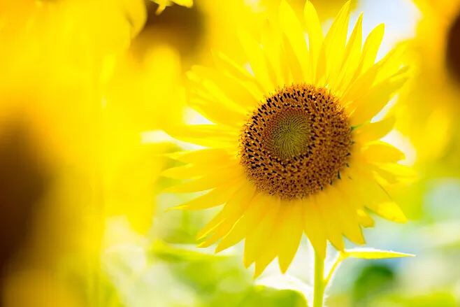 带上自己的阳光,照亮自己的心灵.