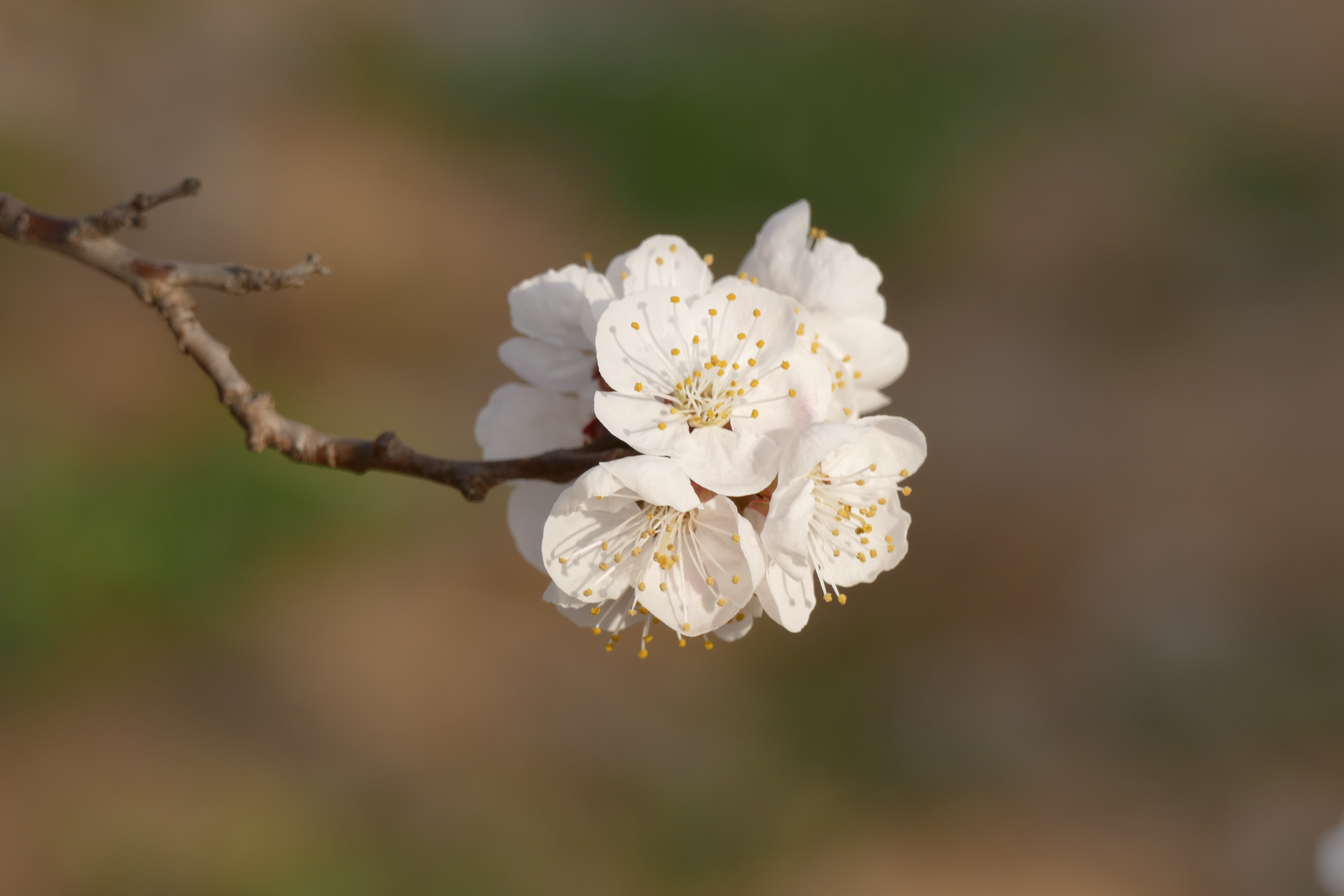 杏花枝上着春风礼泉县烟霞镇山底村御杏园