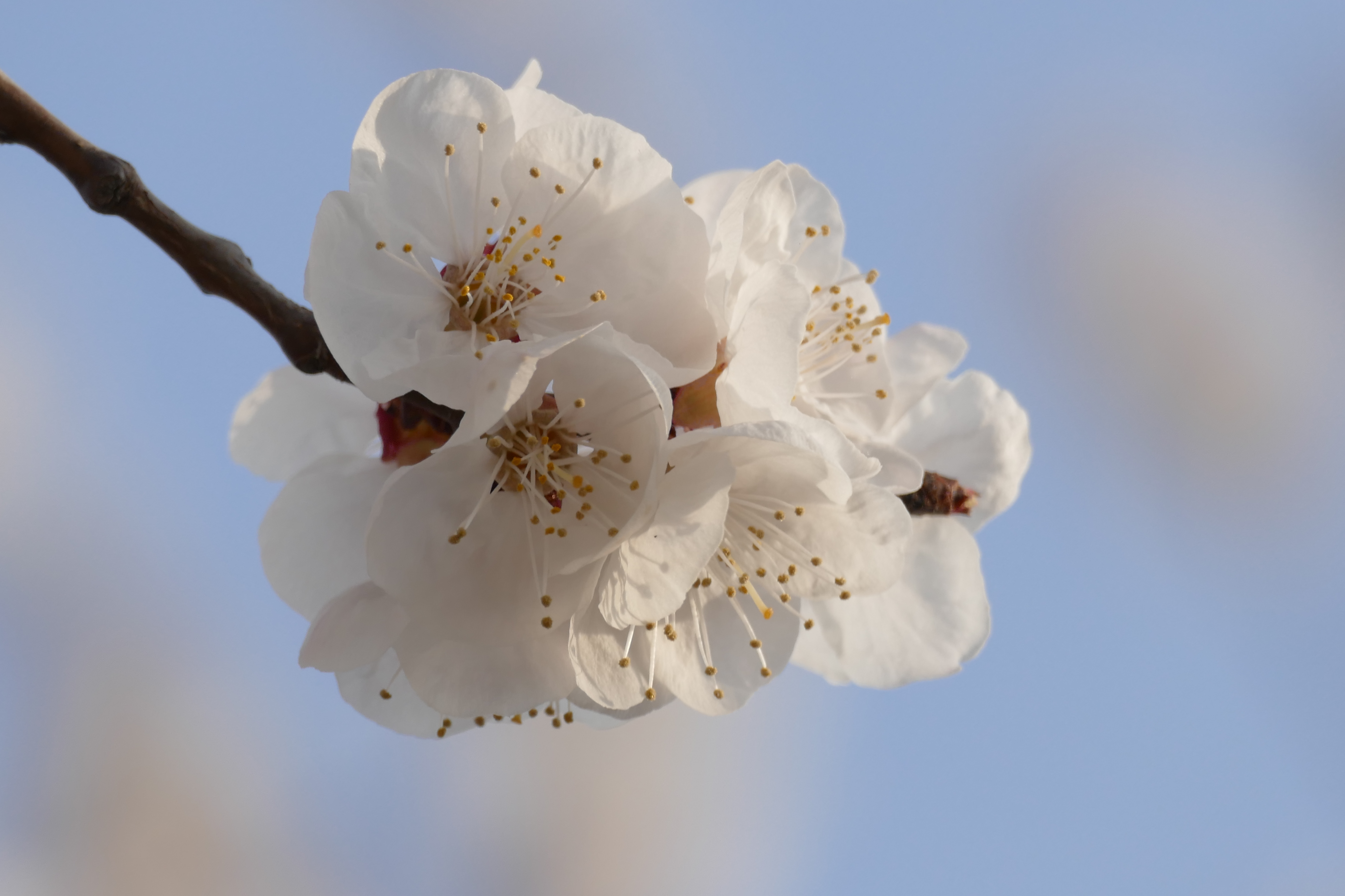 杏花枝上着春风—礼泉县烟霞镇山底村御杏园