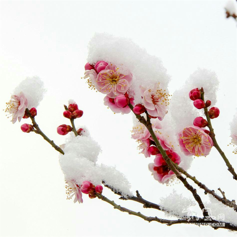 雪景微信头像 梅花图片