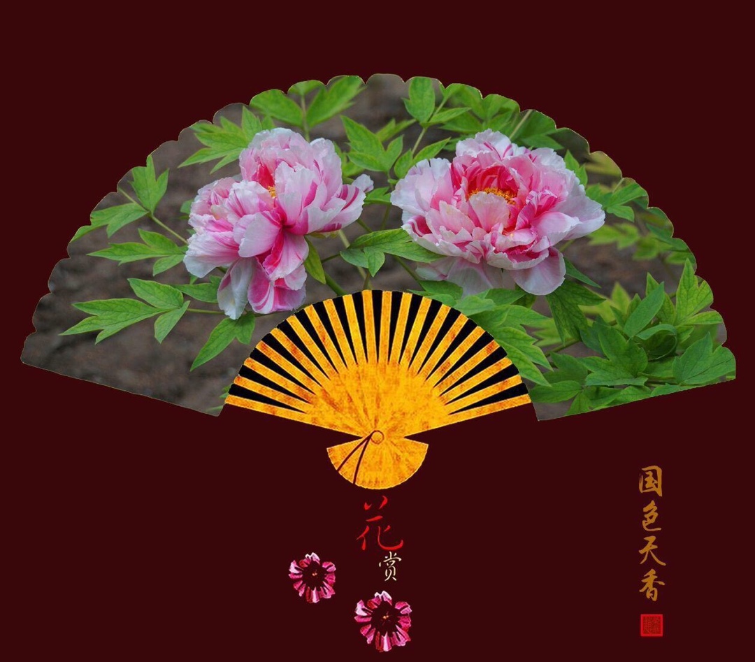 牡丹花扇