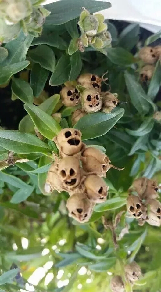 最丑的花排行榜图片