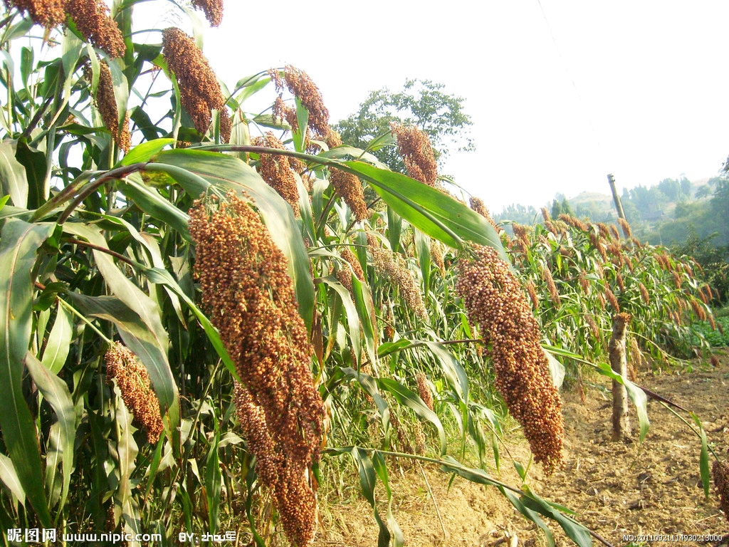 爱她摇摇晃晃, 一袭红突然从高粱地里跑出来, 轰轰烈烈地朝我打出三