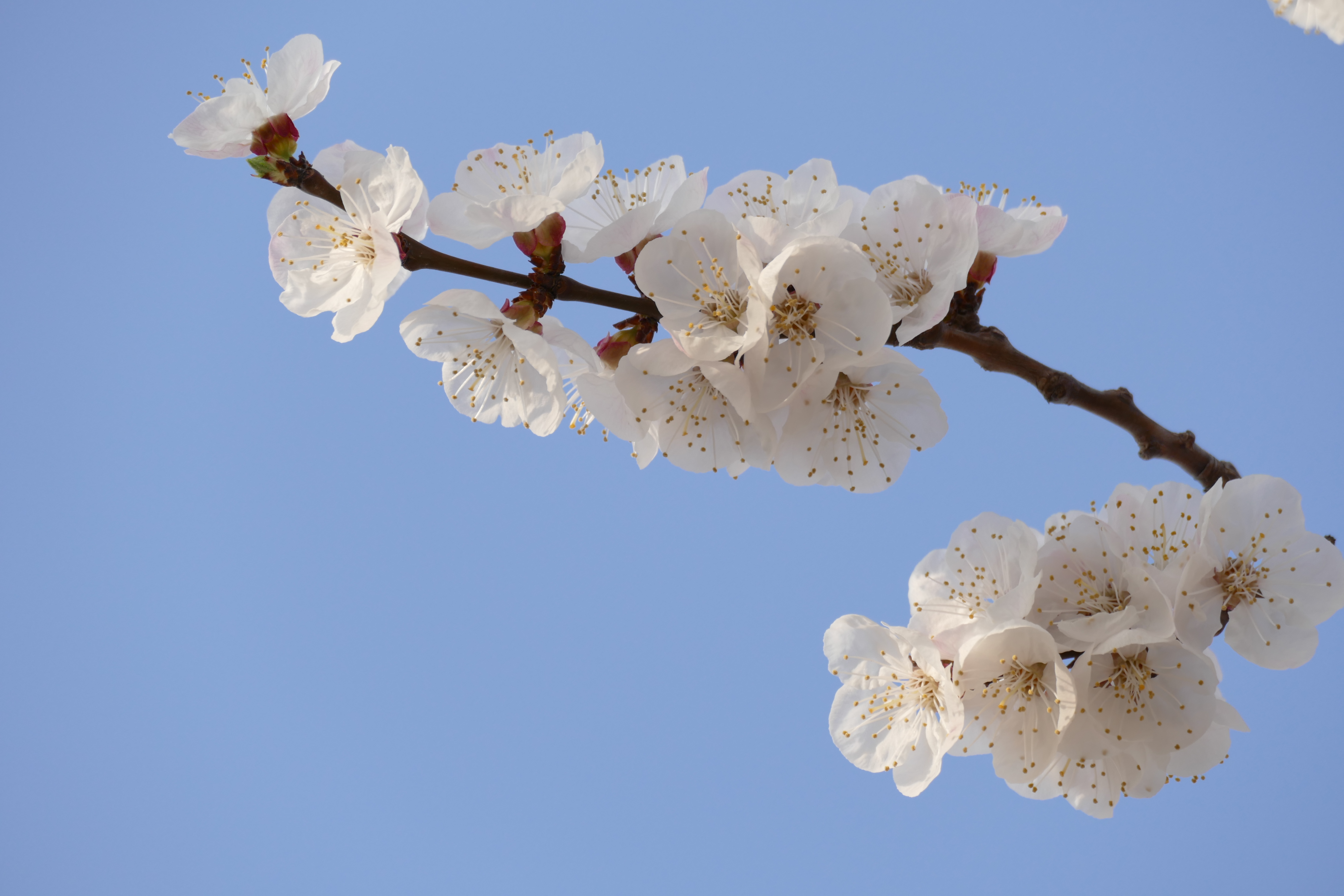 杏花枝上着春风—礼泉县烟霞镇山底村御杏园