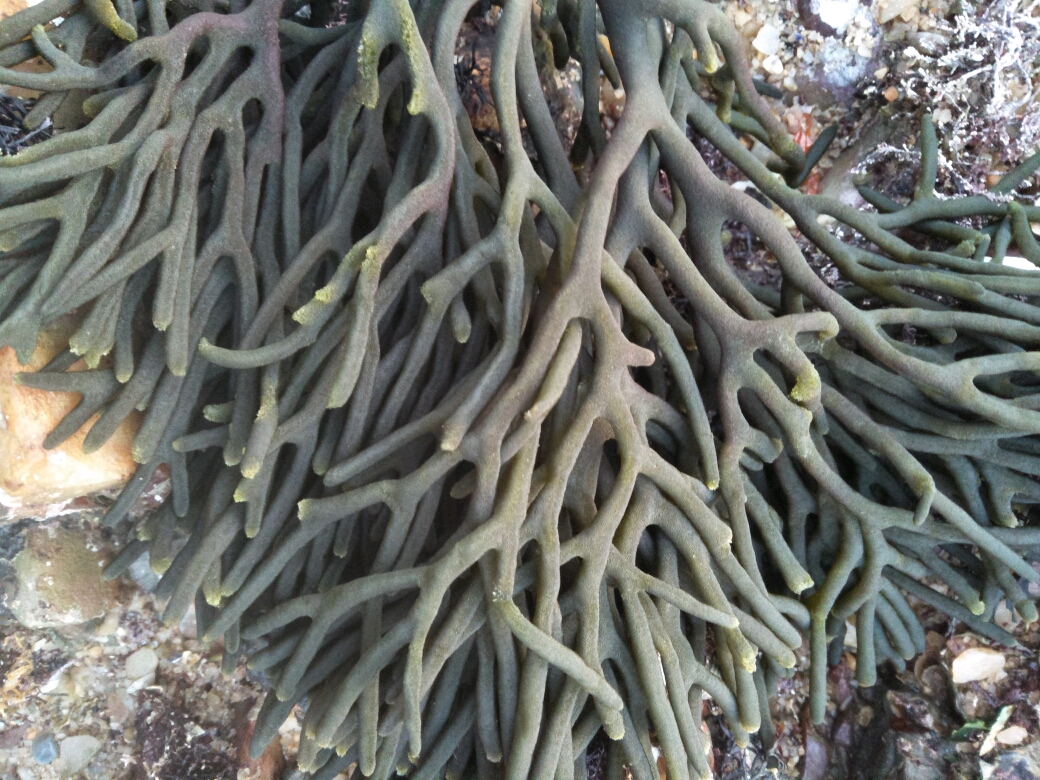 自由自在生活的海草,它没有喧哗,没有嘈杂,静静地