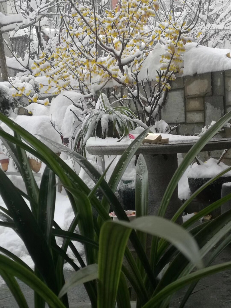 雪中梅61我家大院内的梅花
