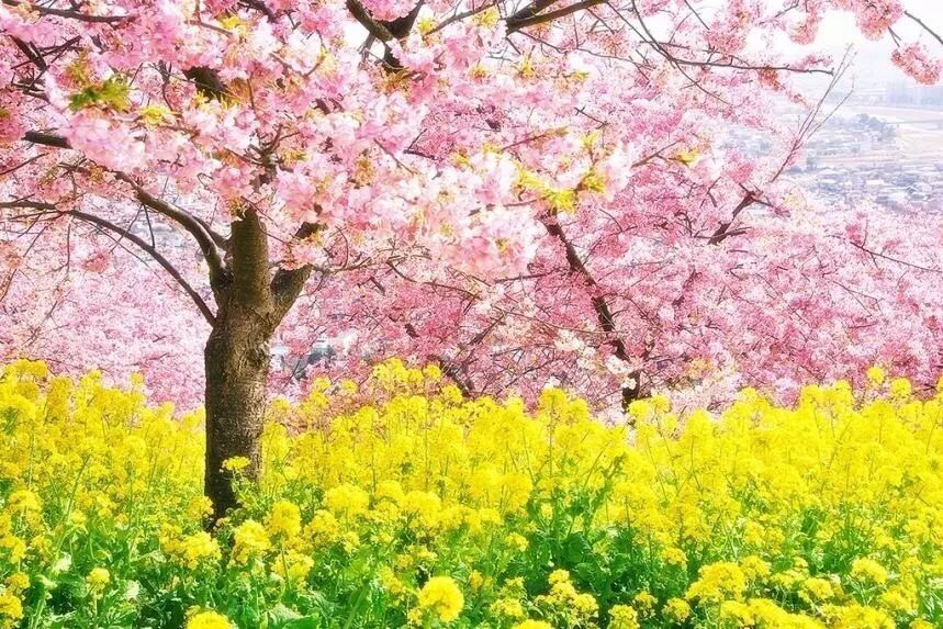 约会春天—赴一场粉色约会,邂逅春日最早的樱花