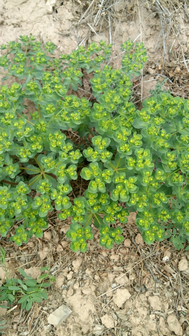 底店山里的春色