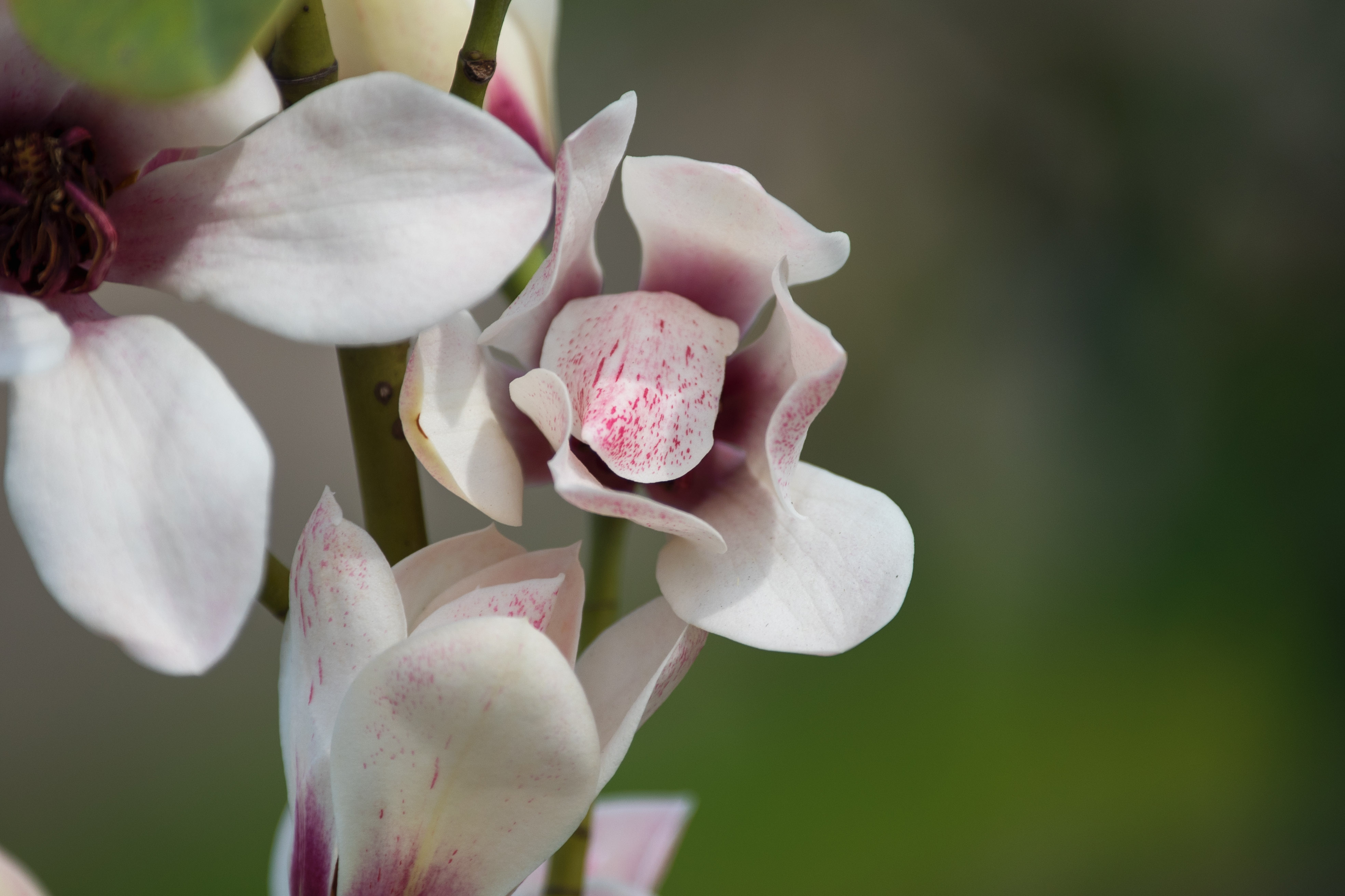 首发红花深山含笑