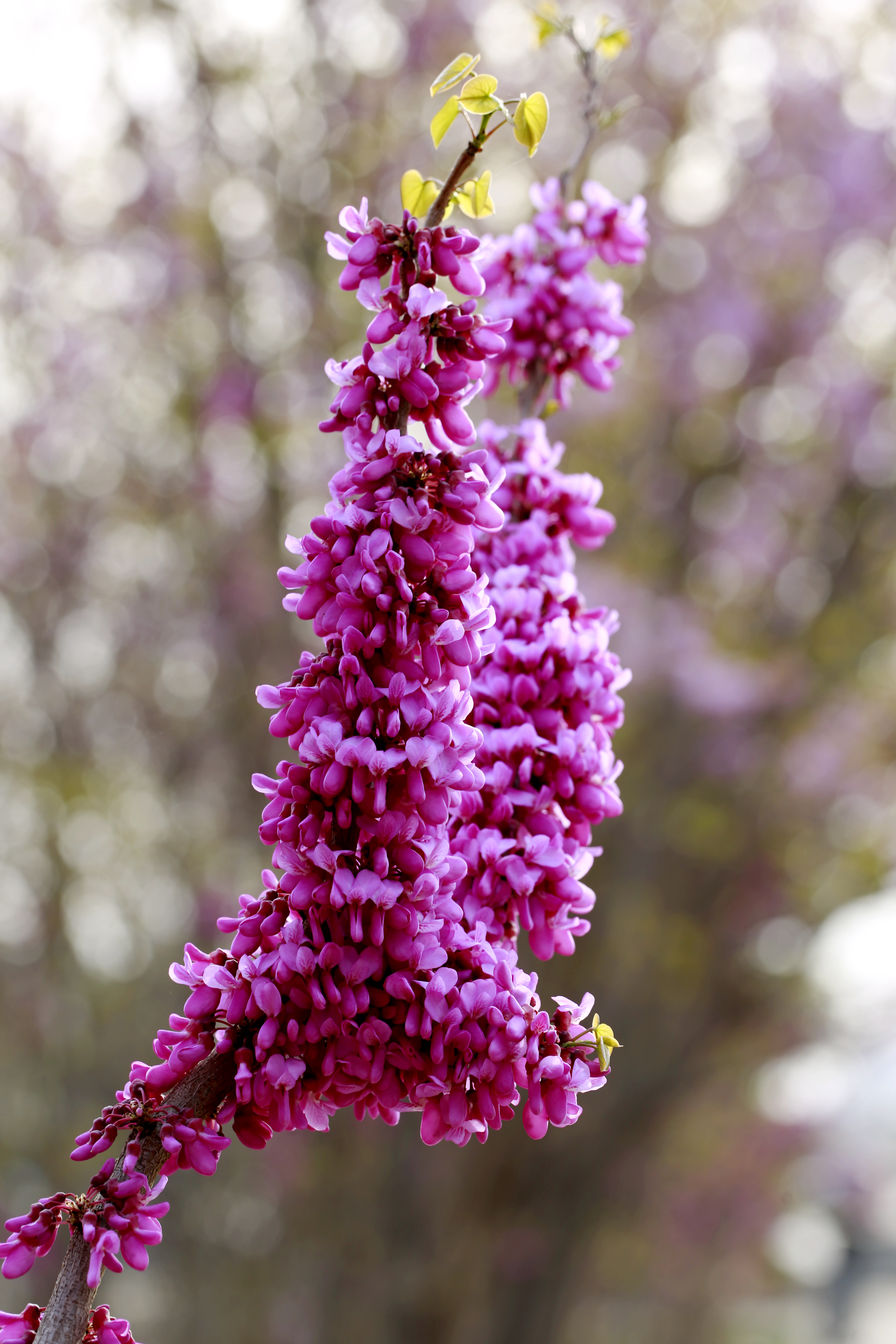 花团锦簇榆叶梅砥柱广场花正艳