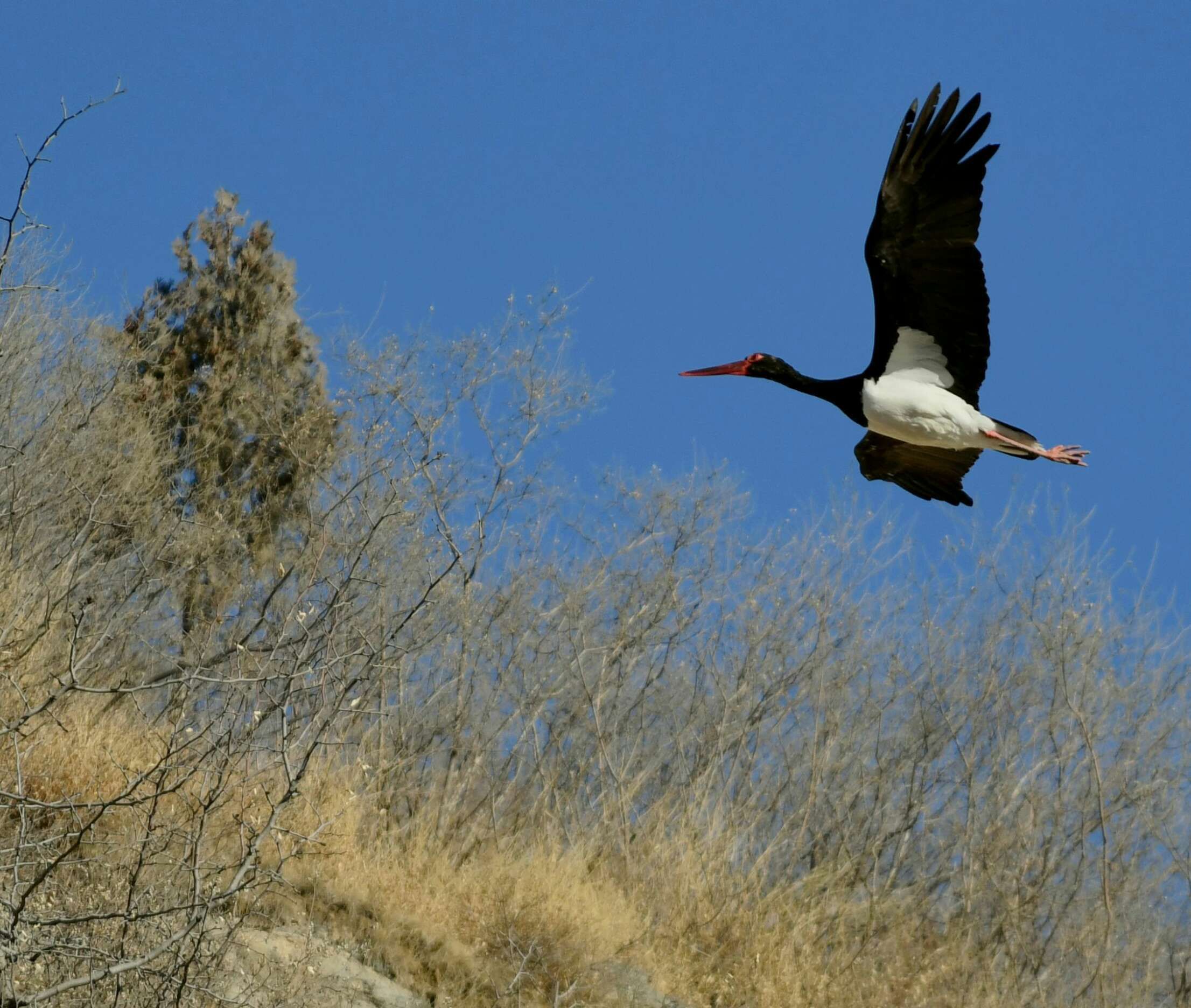 北京房山十渡的鸟首发