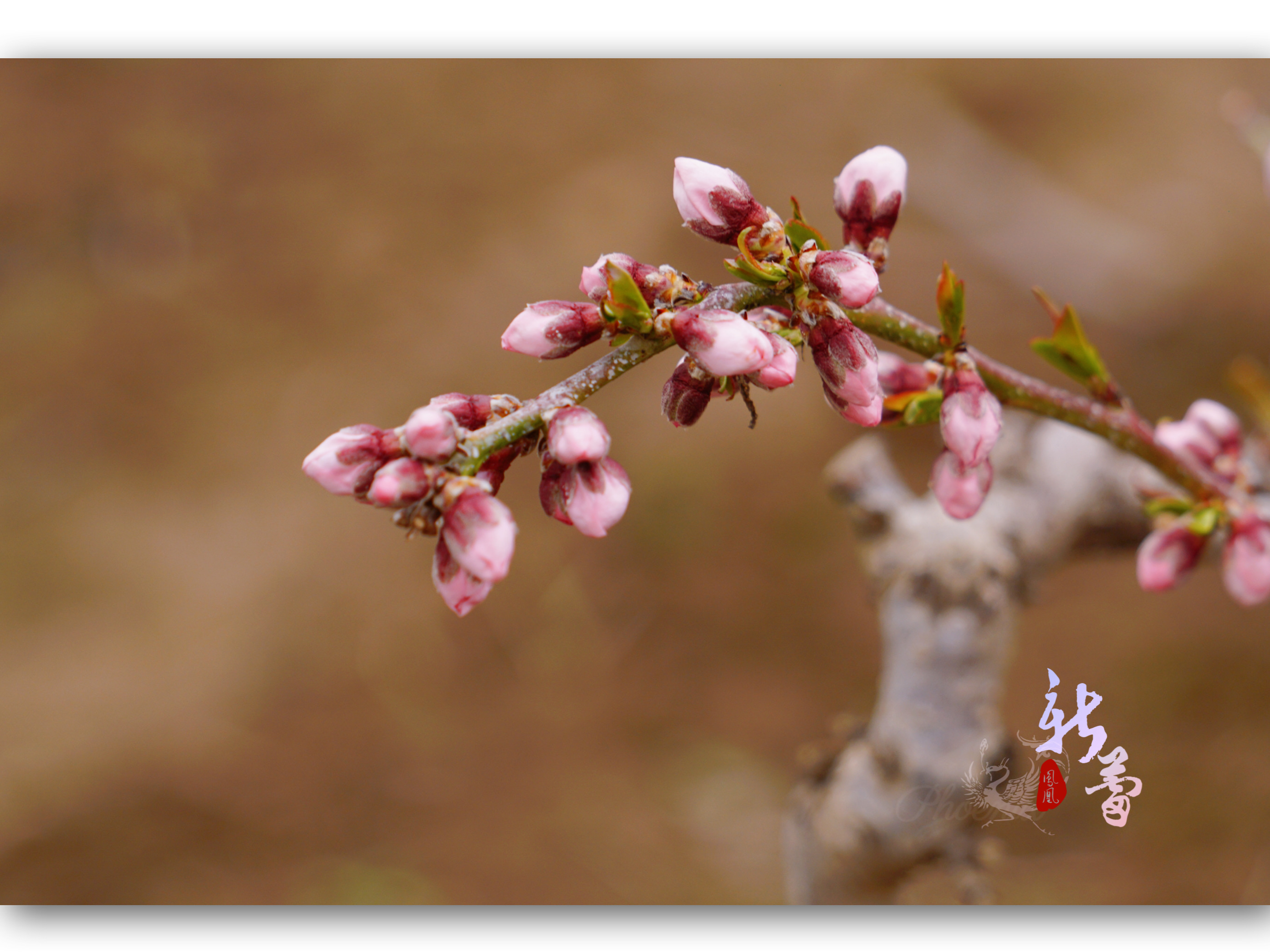 桃花的花萼图片图片