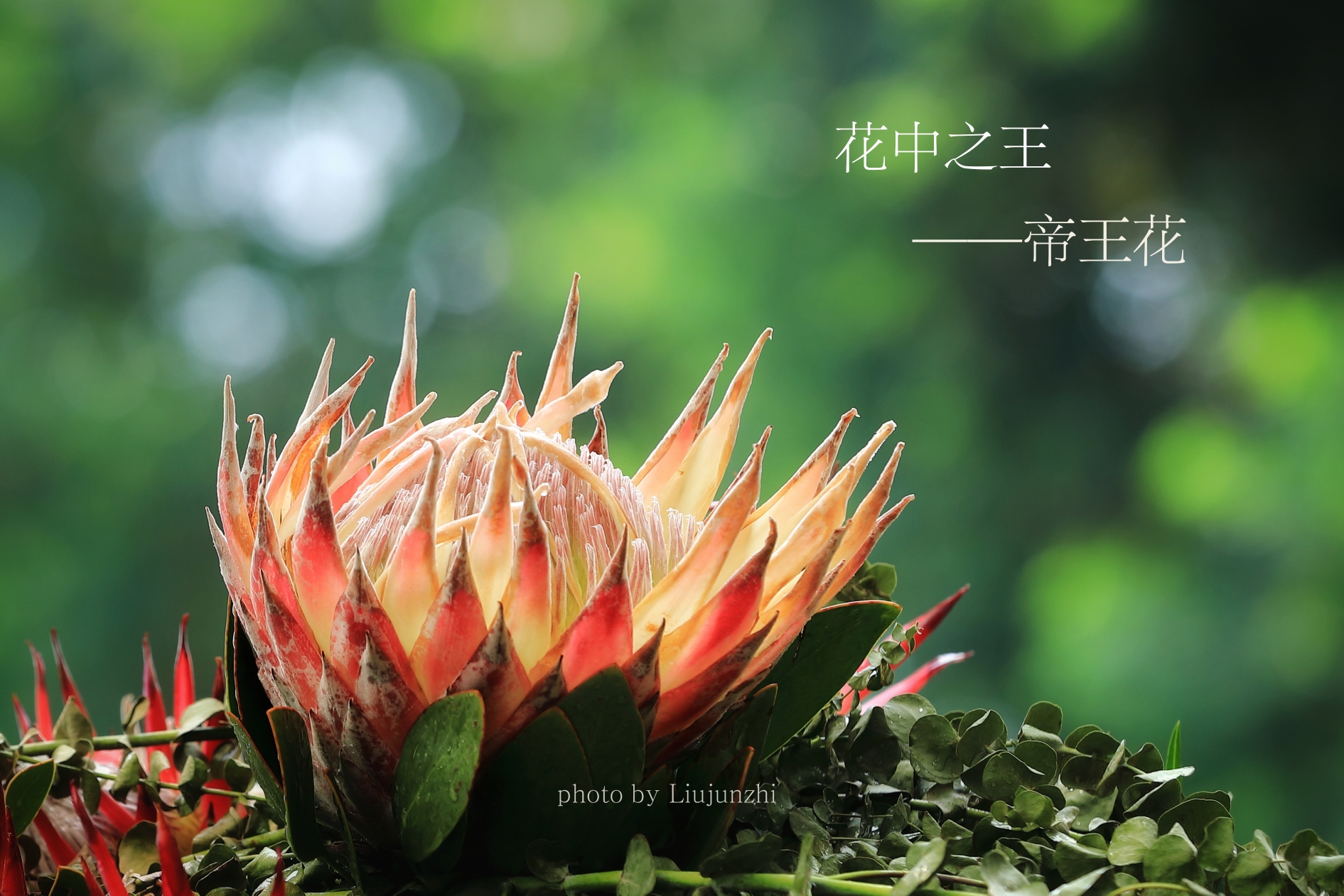 帝王花开 奏响华章