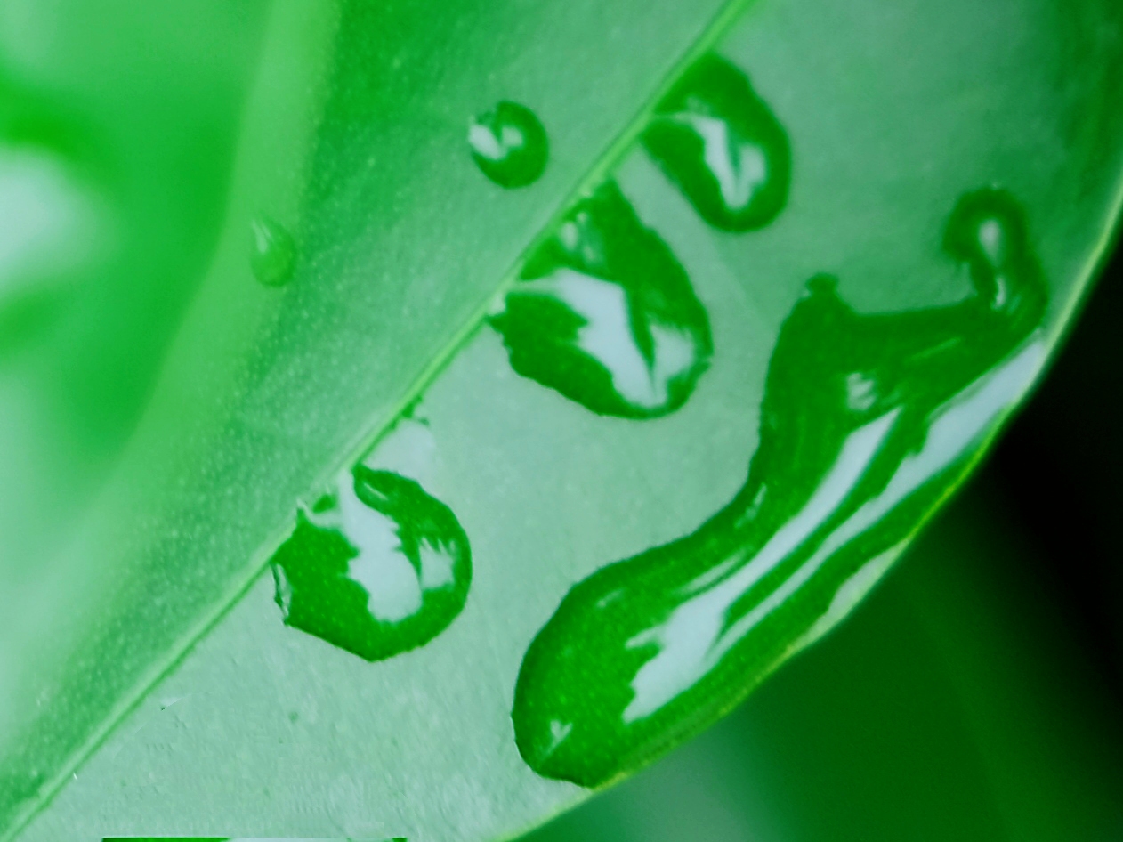 绿色生命的底色