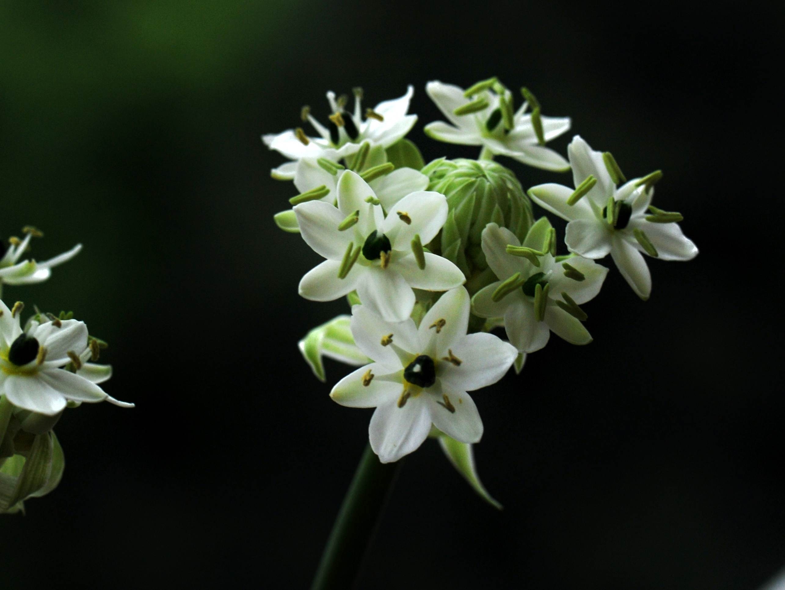 迎风起舞【美摄视界】:伯利恒之星,拍它就很快乐 - vv