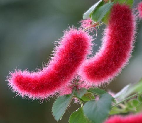 狗尾巴花图片来源网络