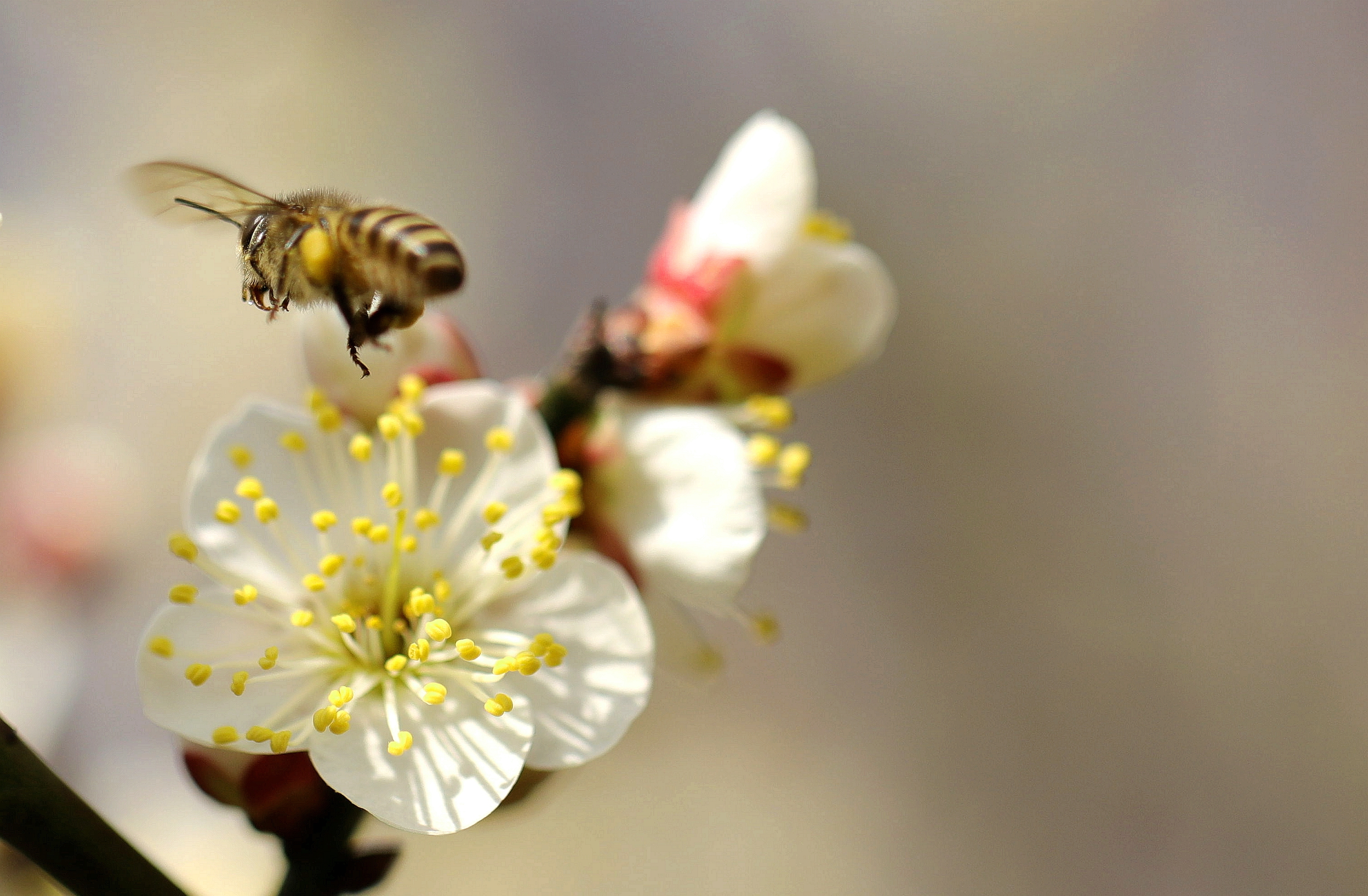 【首发】梅花怒放蜜蜂舞
