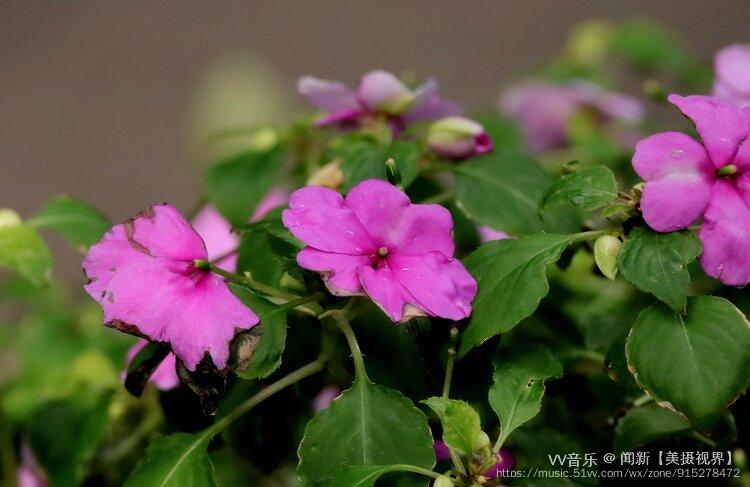 首發鳳仙花