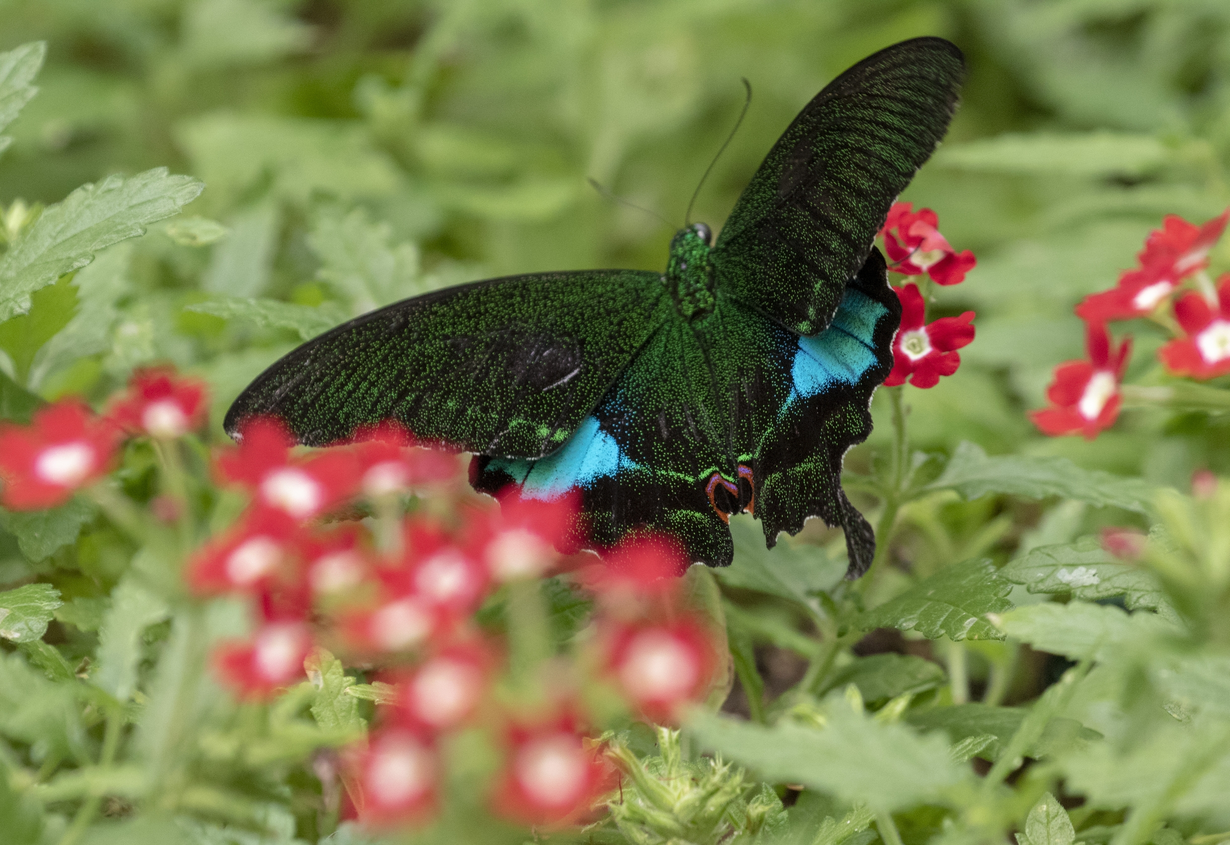 台湾碧凤蝶vv首发