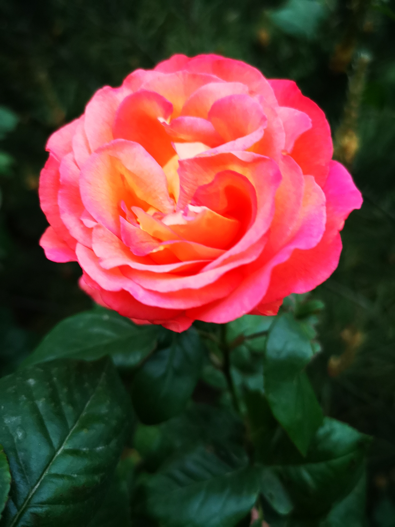 这个颜色的月季花挺漂亮