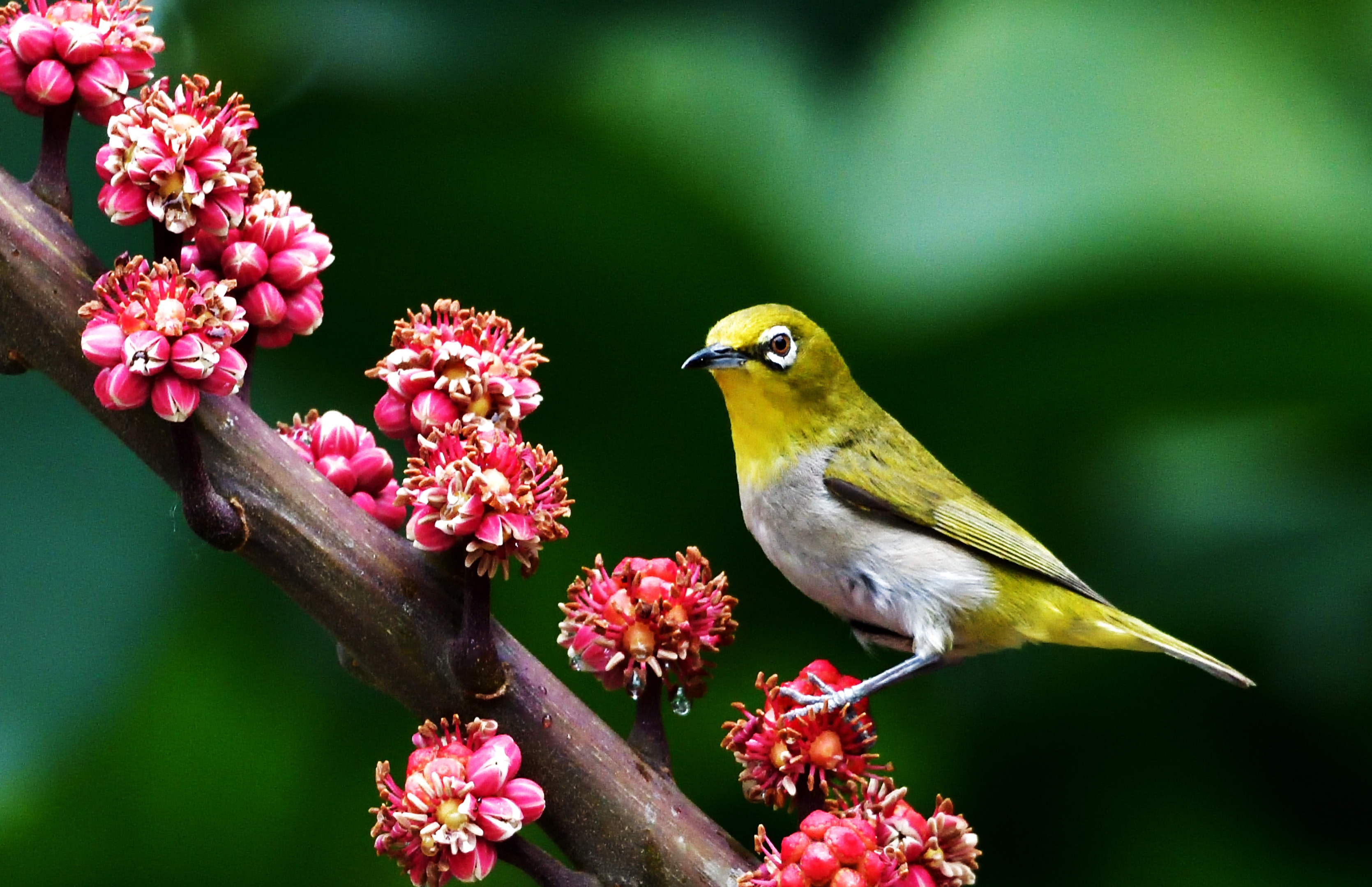 鸭脚木树上觅食的绣眼鸟巜首发