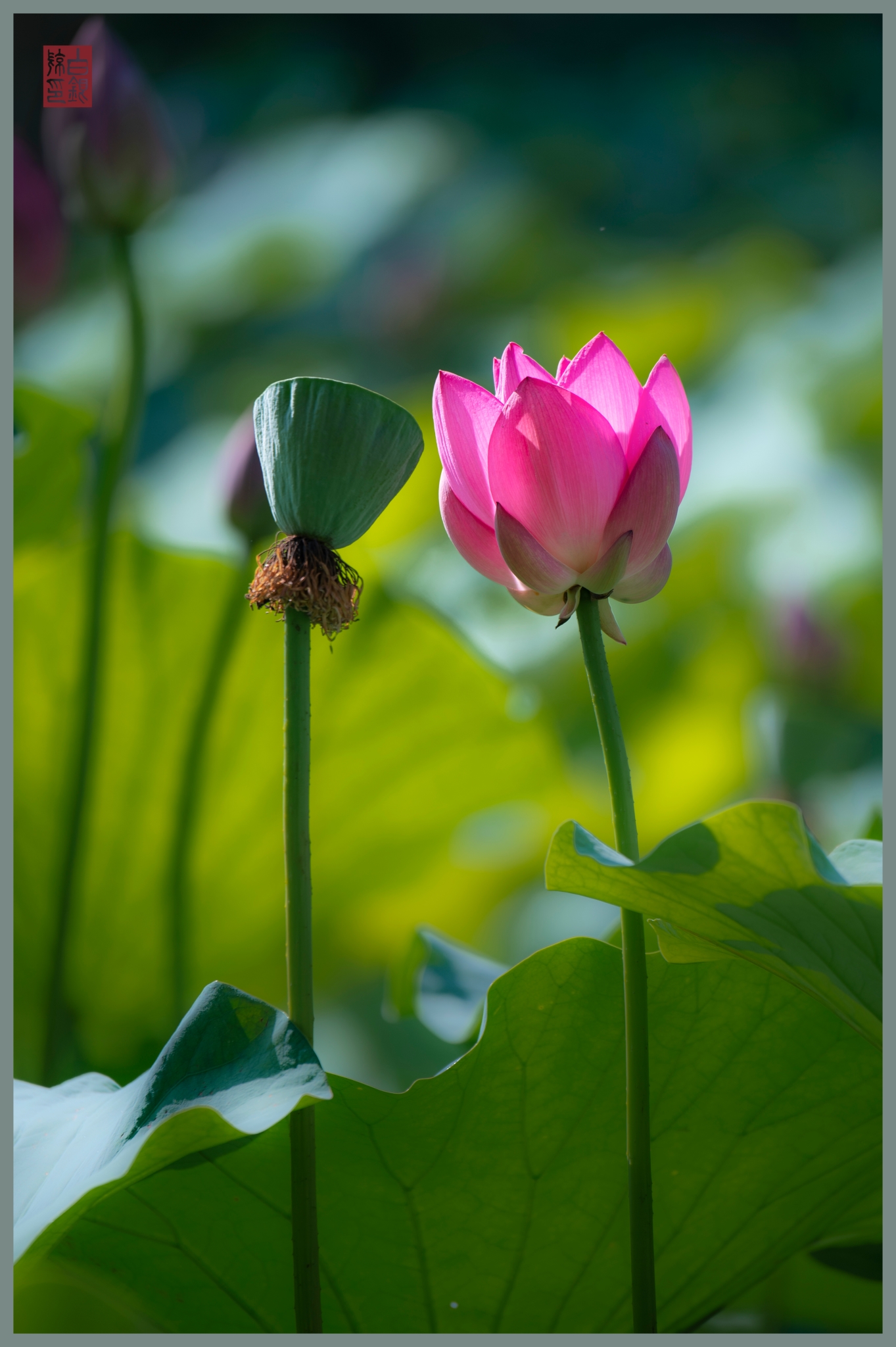 荷花梦见春天来