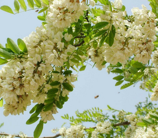 槐花头像图片