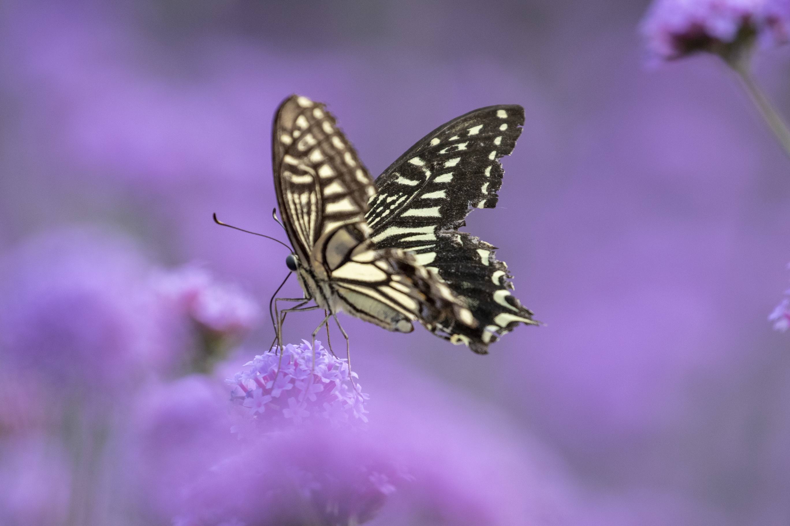 凤蝶,是凤蝶科成员最美丽的昆虫别称:燕尾蝶,凤子蝶等