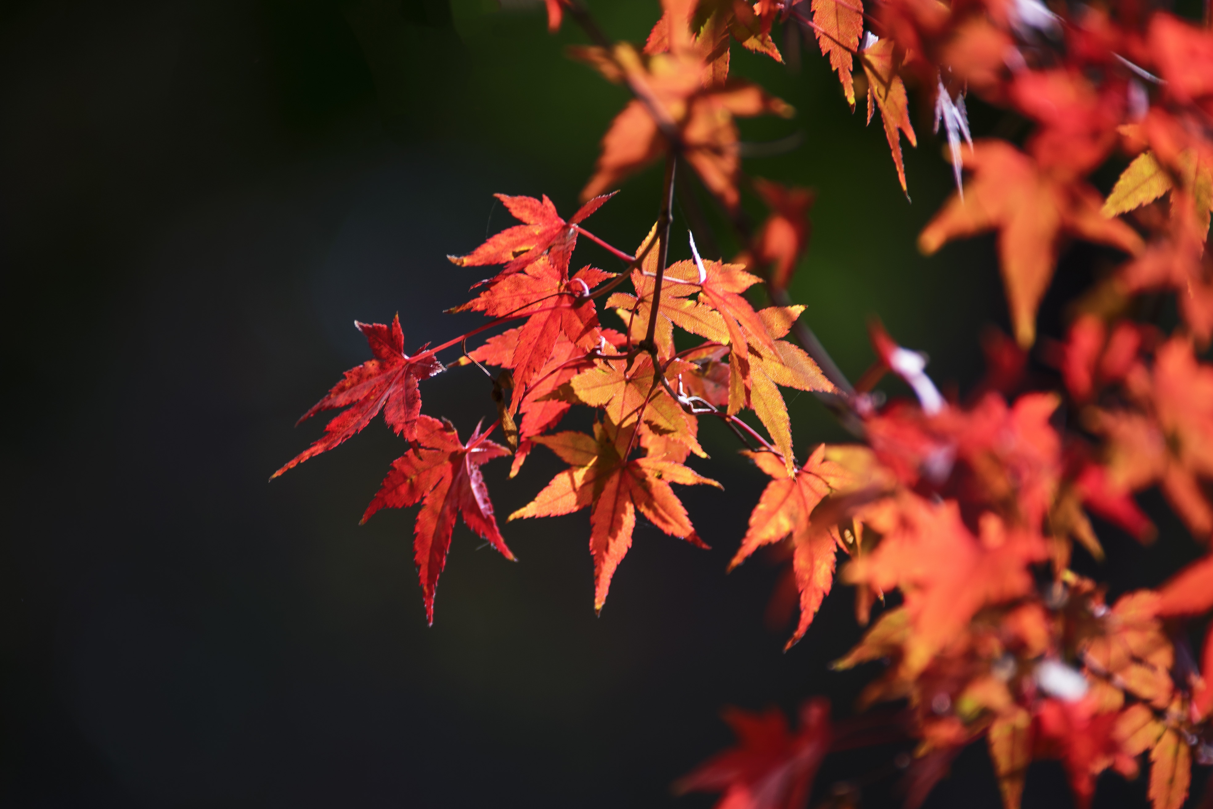 秋的色彩枫叶首发