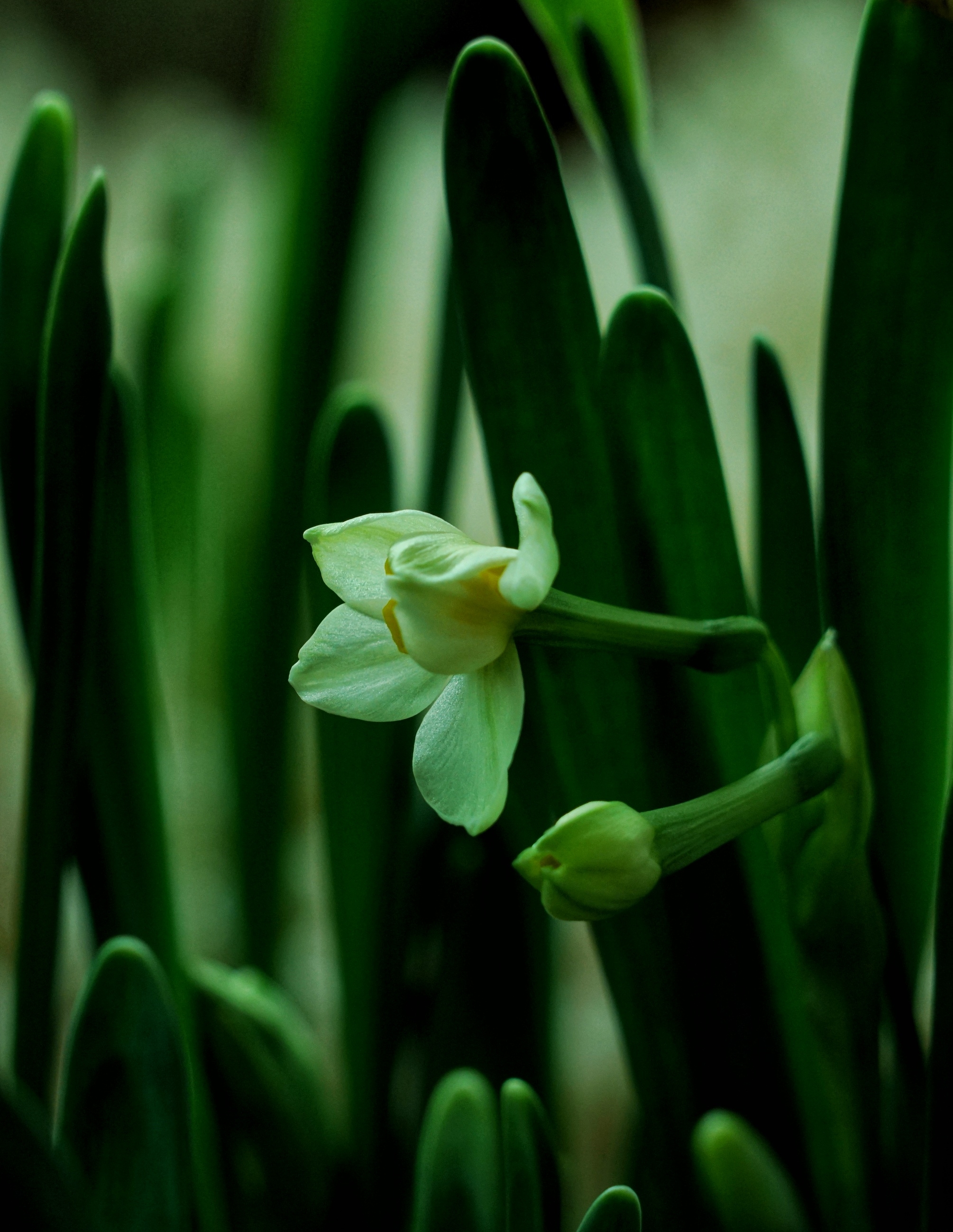《水仙花》 ——宋 刘克庄 岁华摇落物萧然, 一种清风绝可怜.