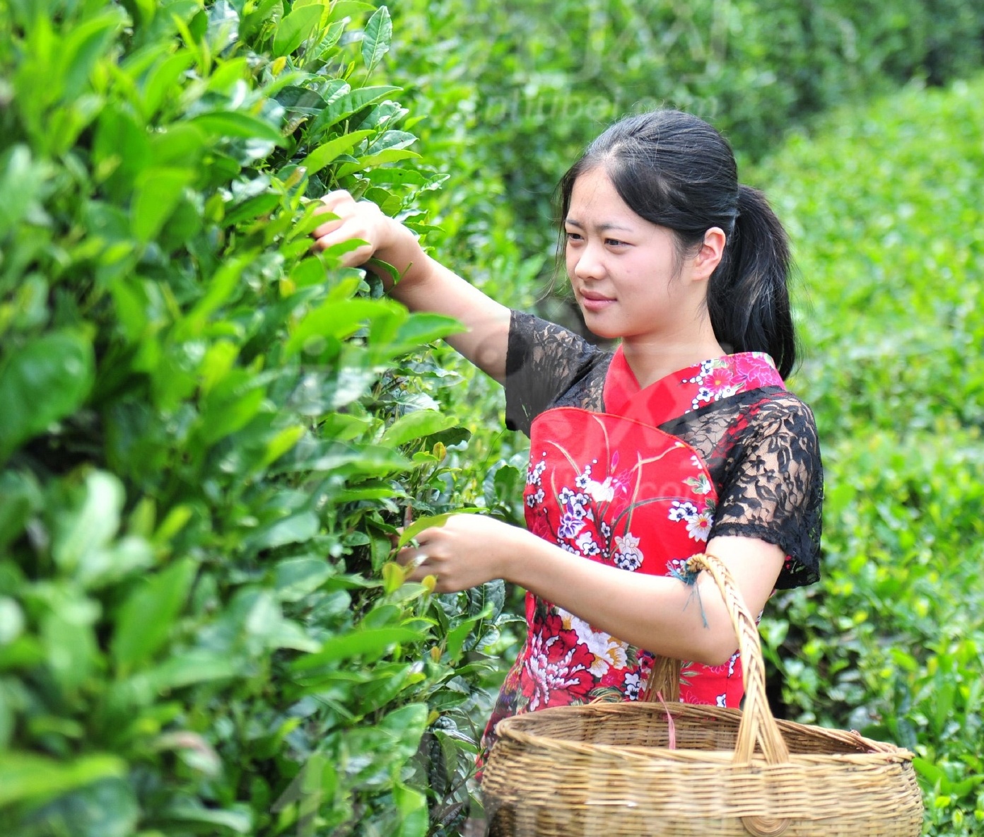 茶山小调采茶姑娘首发