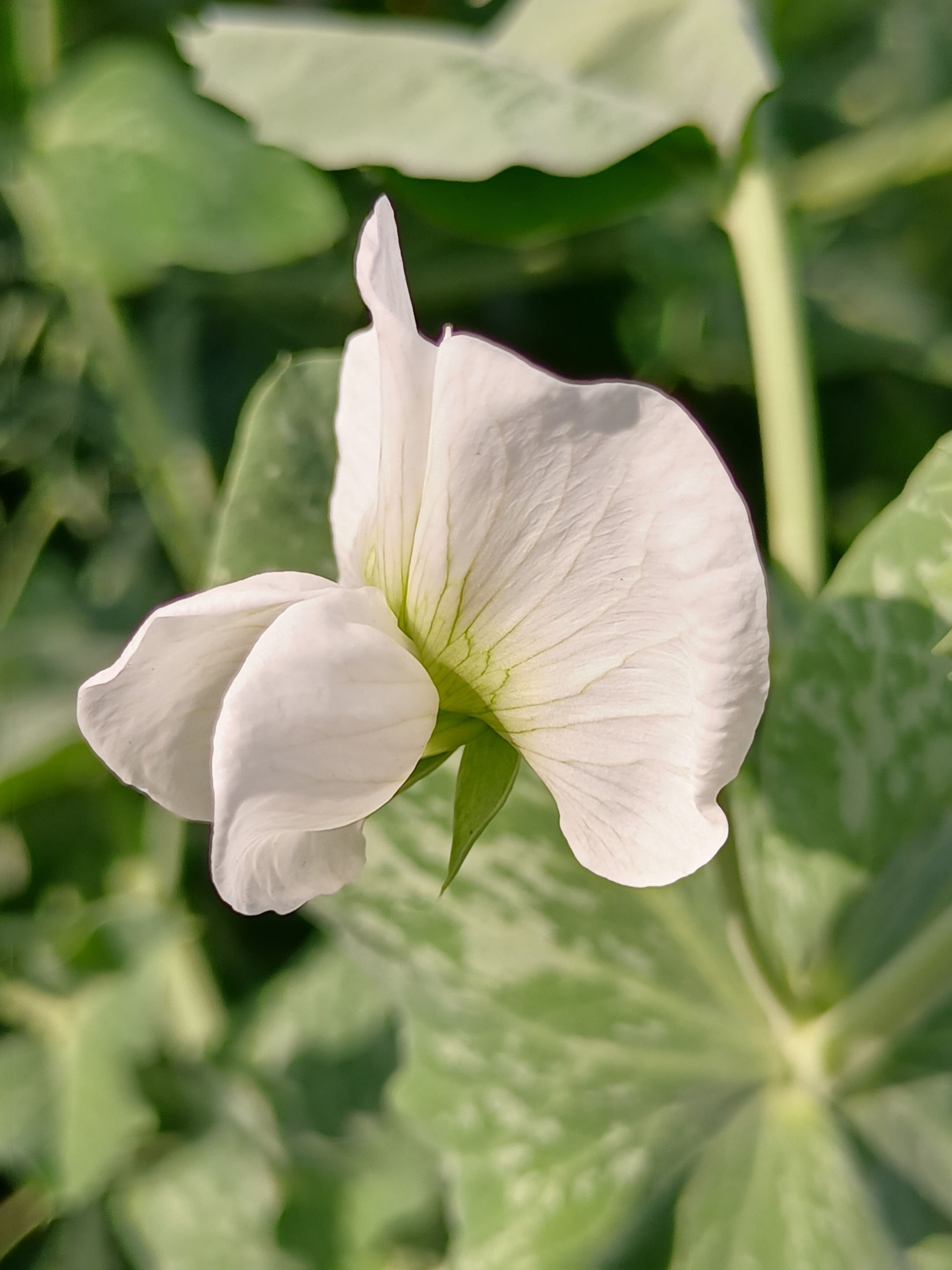 【摄影首发】阳光下的香豌豆花