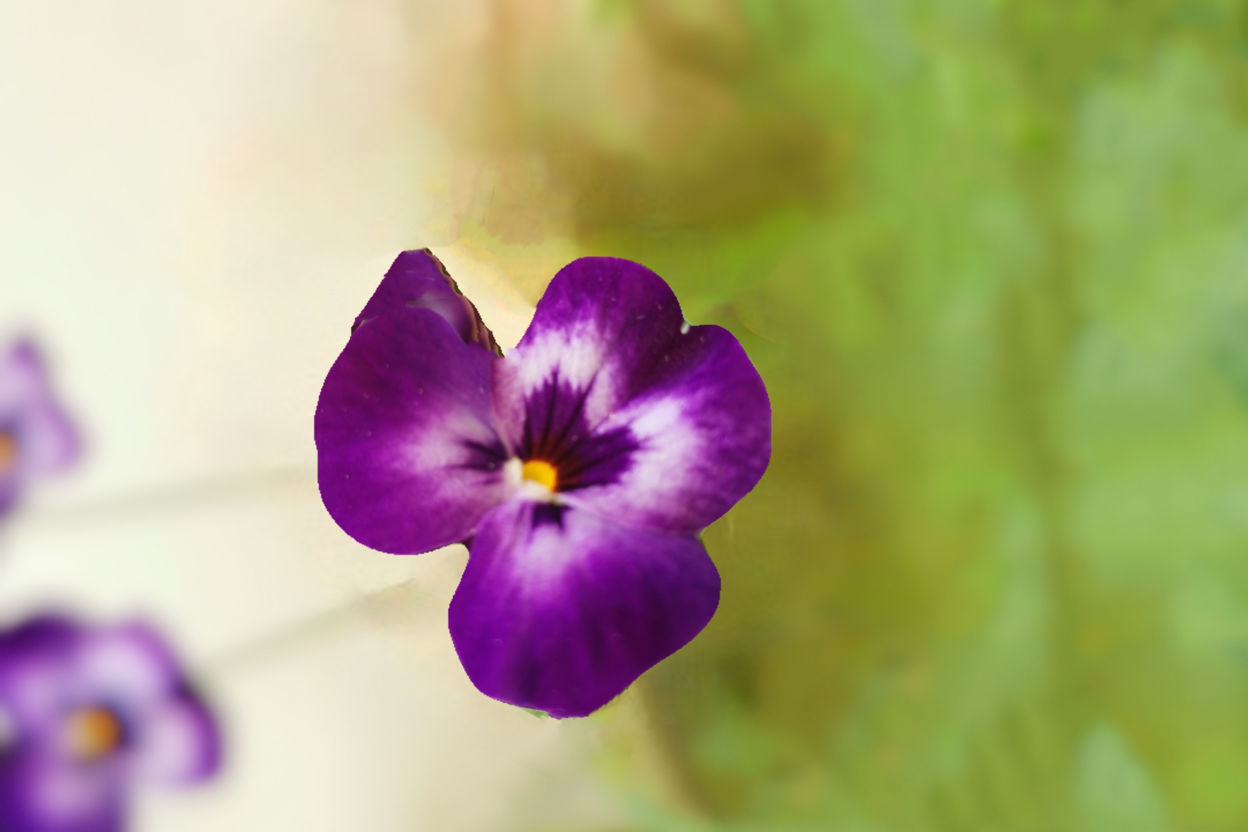 紫色角堇图片图片