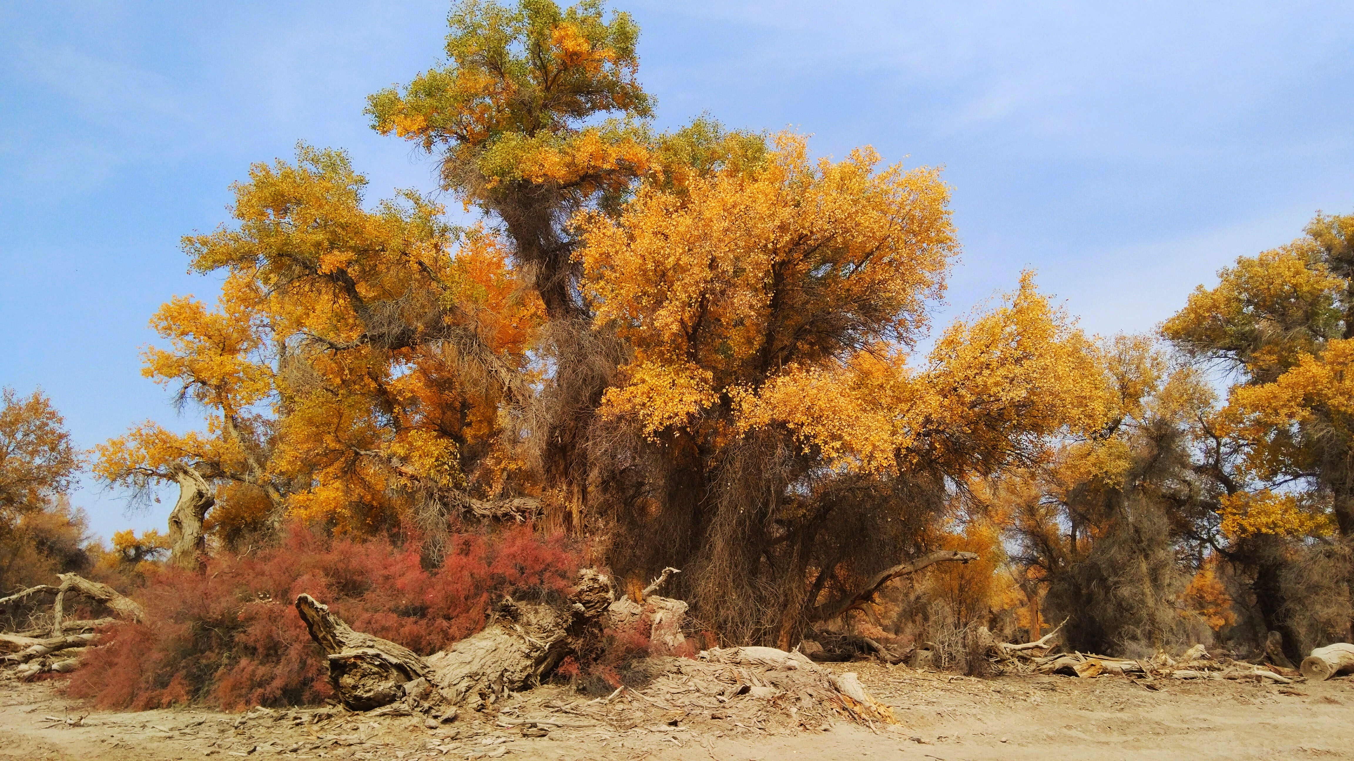 胡杨河市30天气象预报的简单介绍