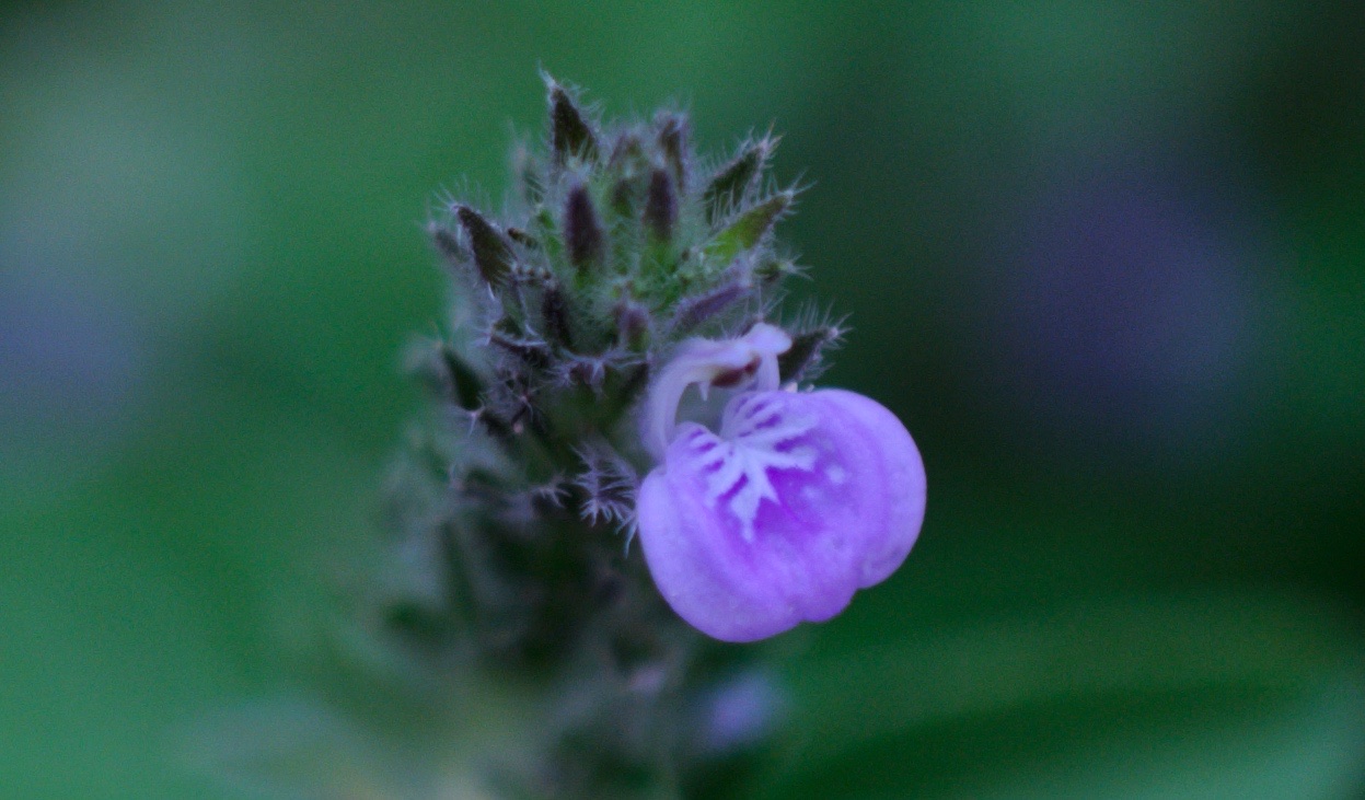 开花的鸡毛掸子爵床