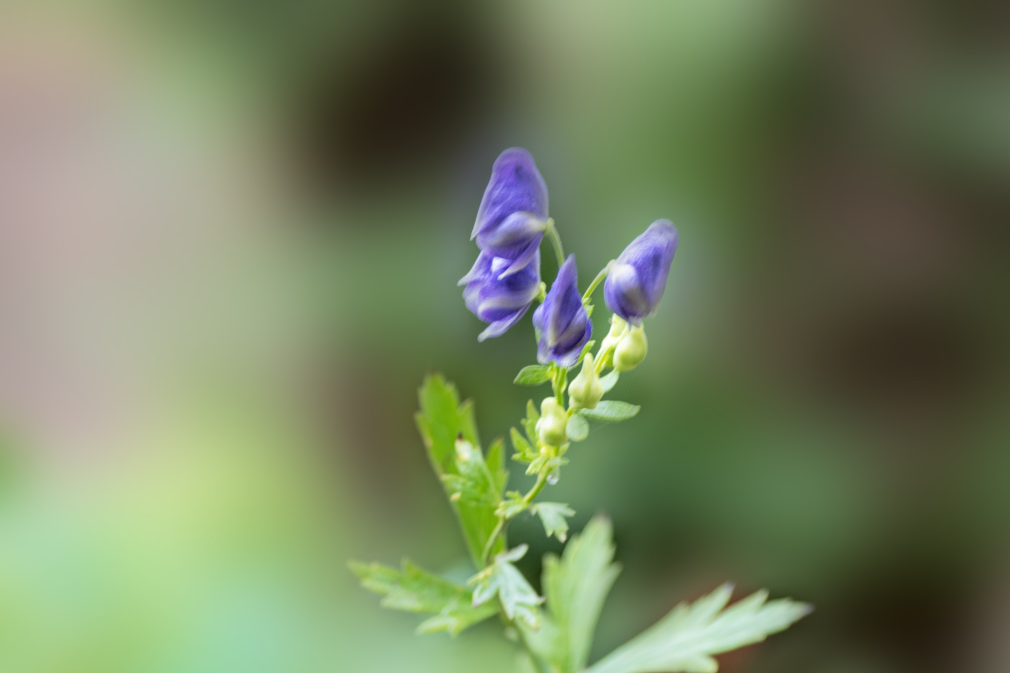 乌头花很漂亮,它开着紫色的花,神秘高贵的色彩荡漾在风中,小茎初生时