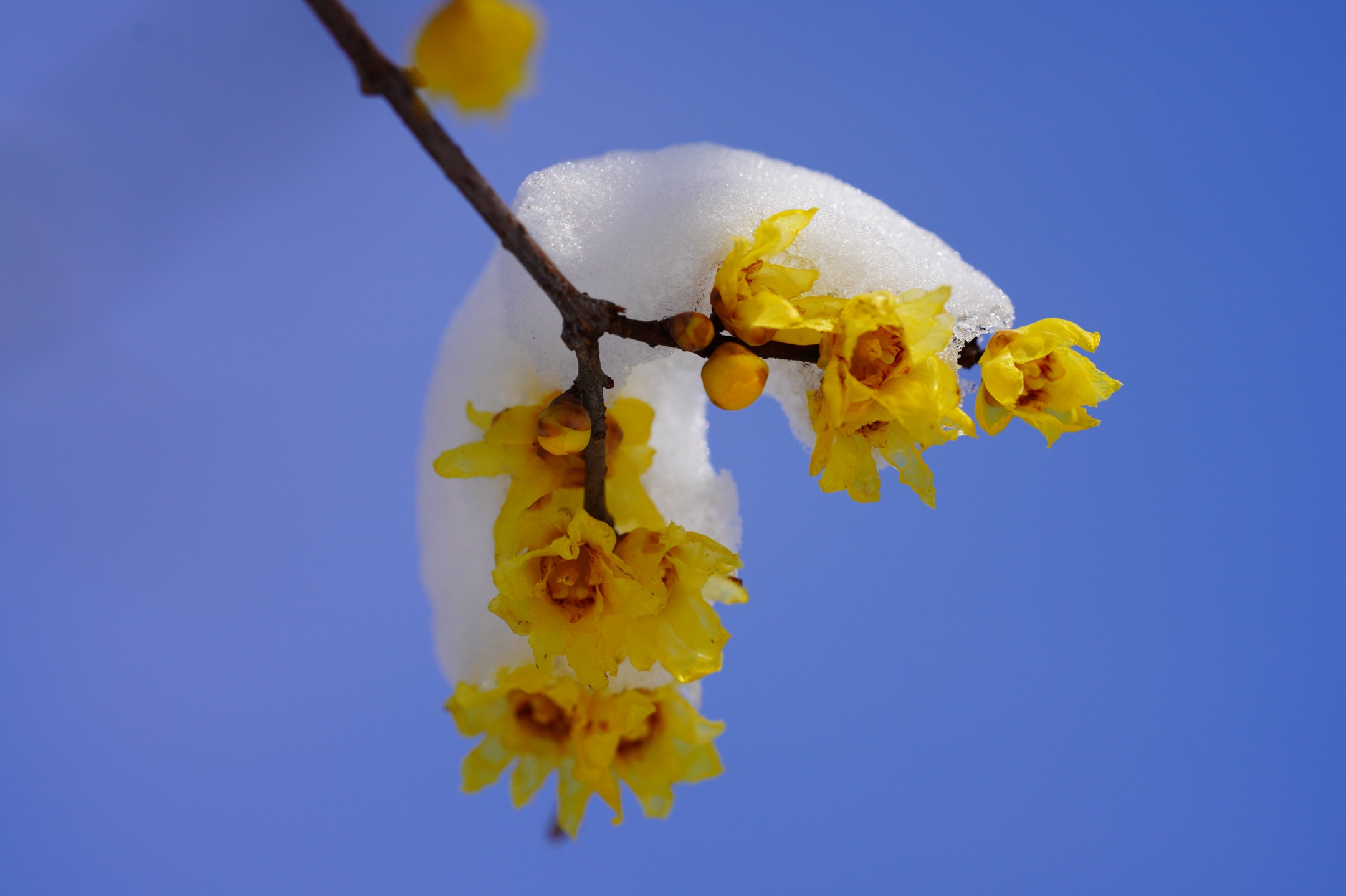 冰姿玉骨清香来