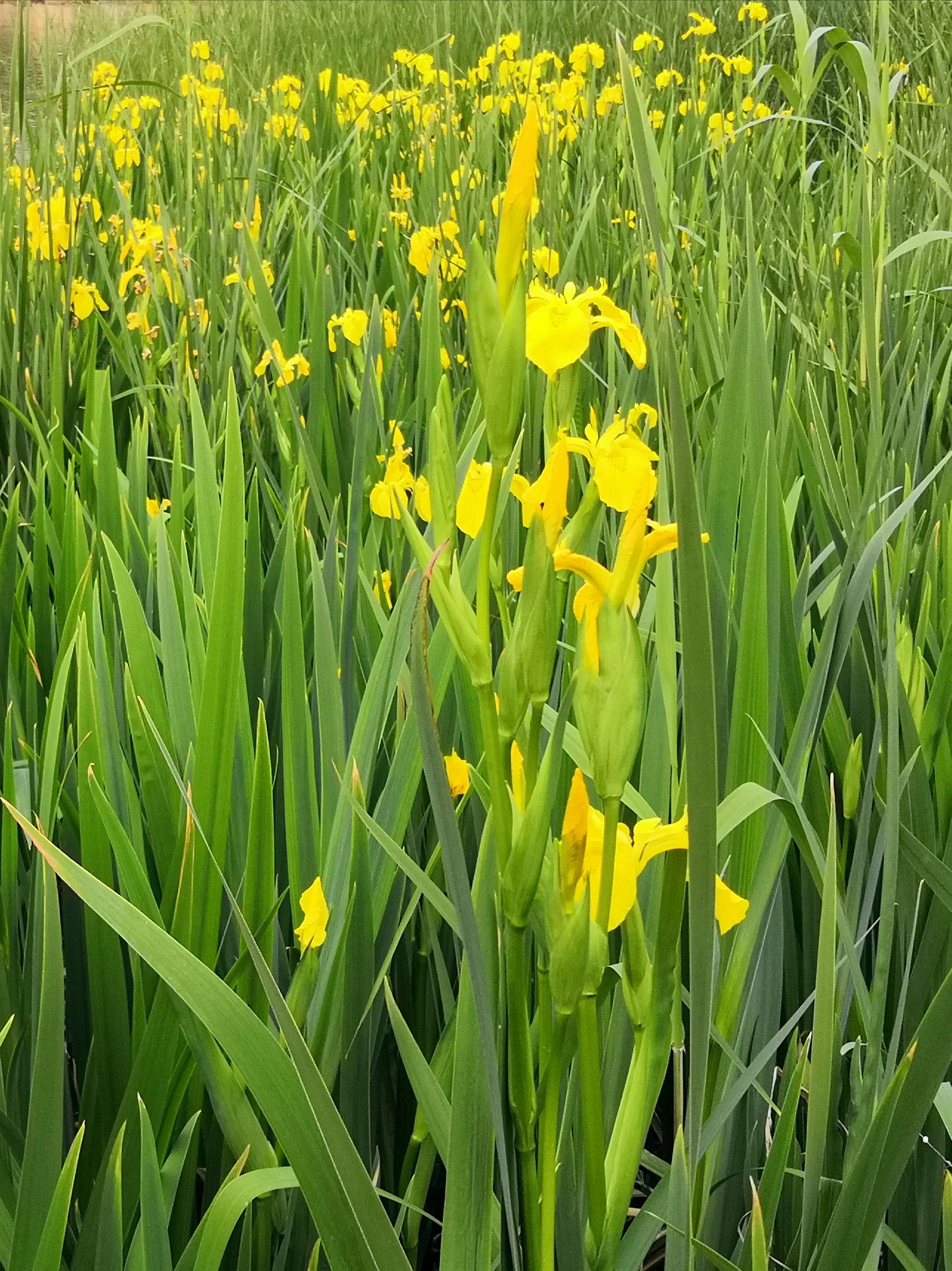 水中仙花黄菖蒲首发