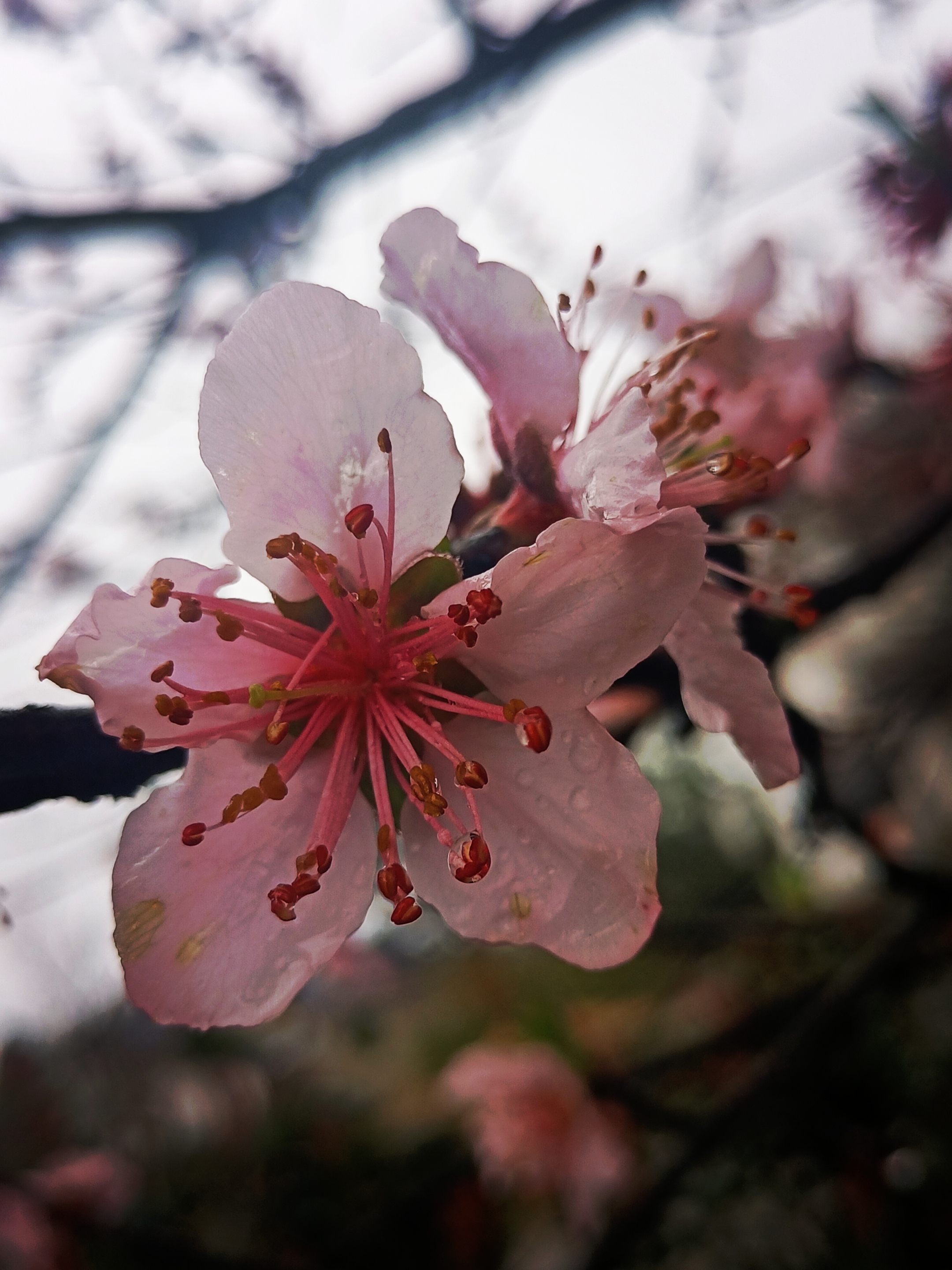 【攝影首發】帶雨的桃花