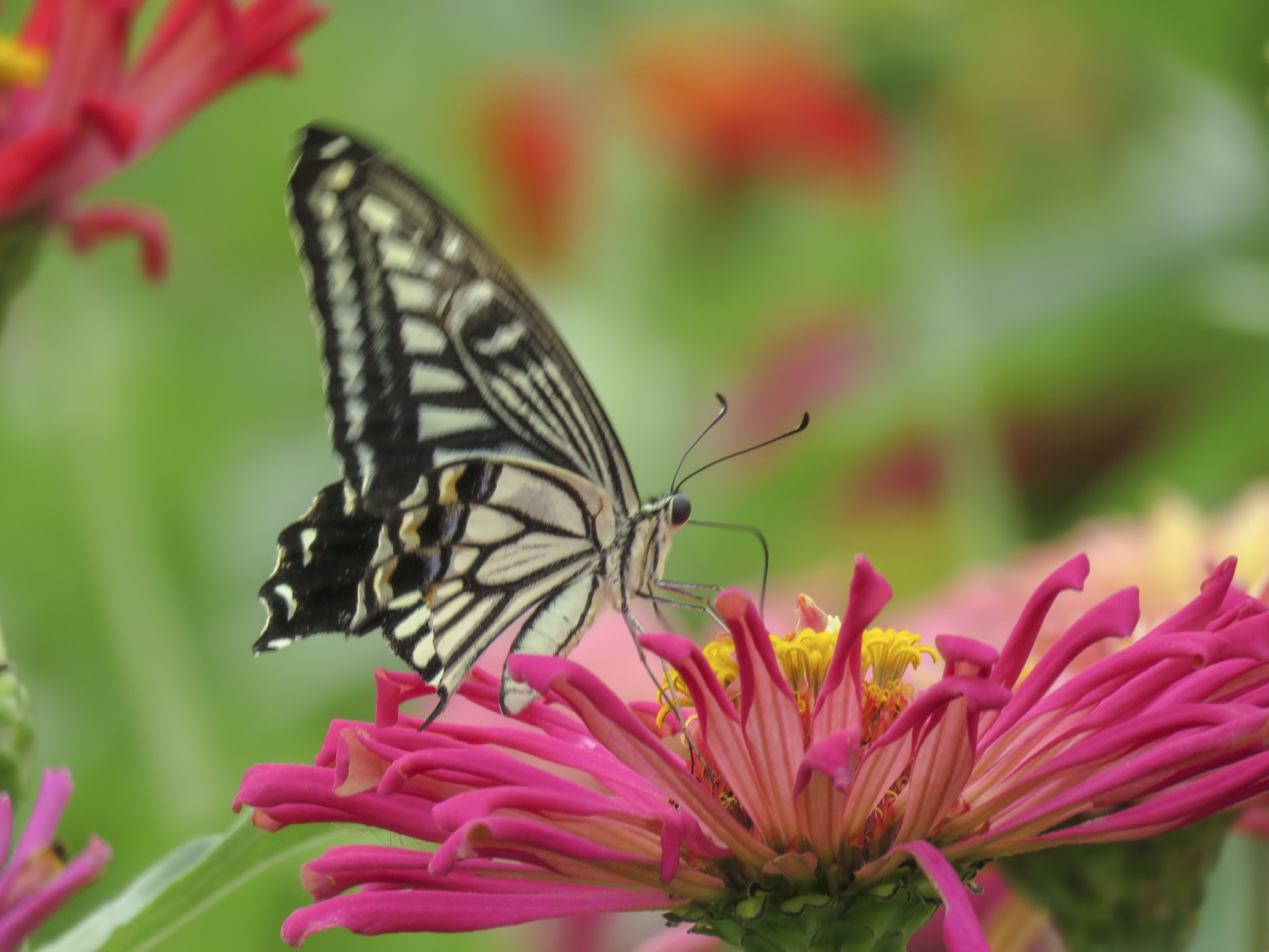 凤蝶花中舞vv首发