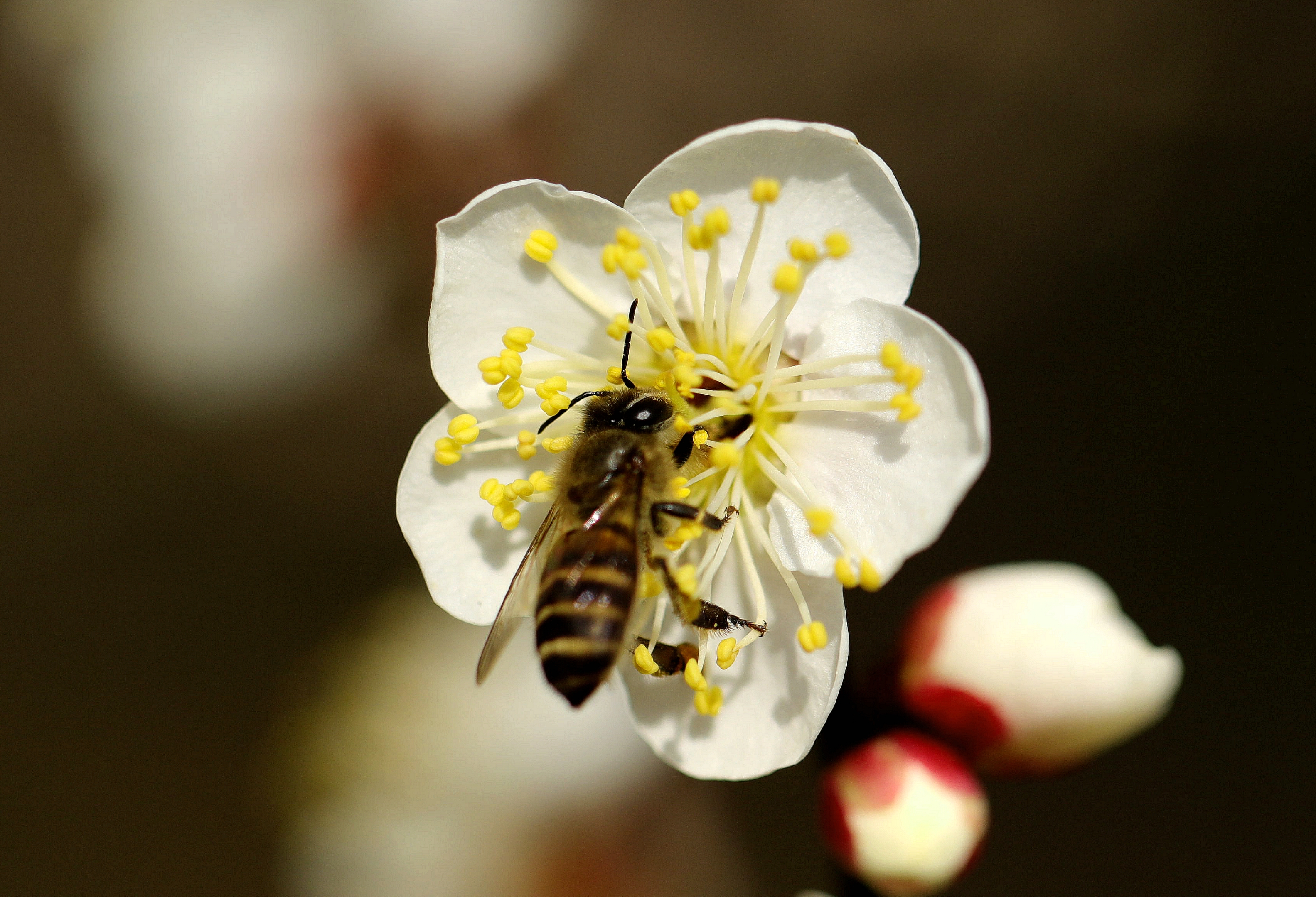 【首发】梅花怒放蜜蜂舞