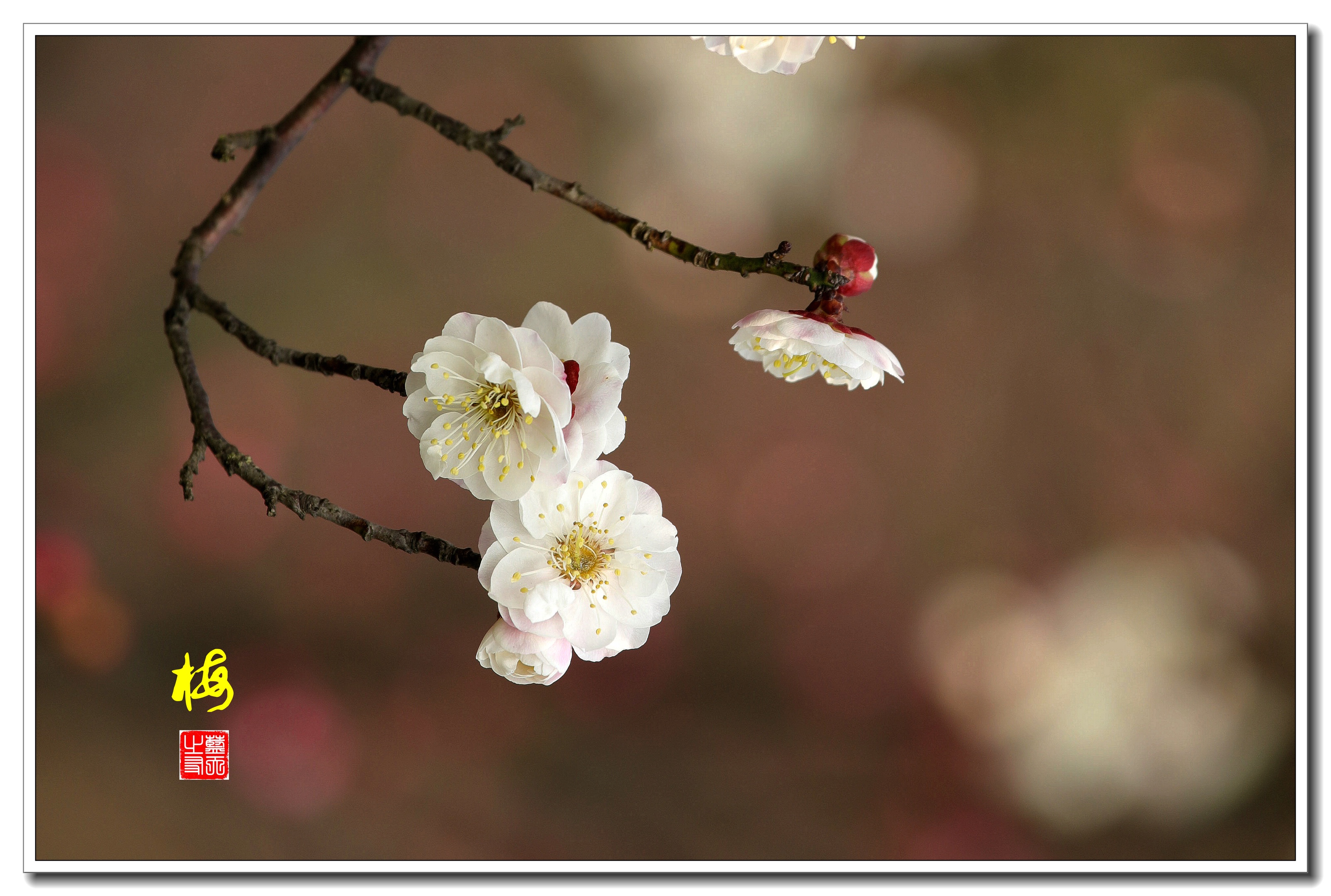 首发一枝独秀梅花