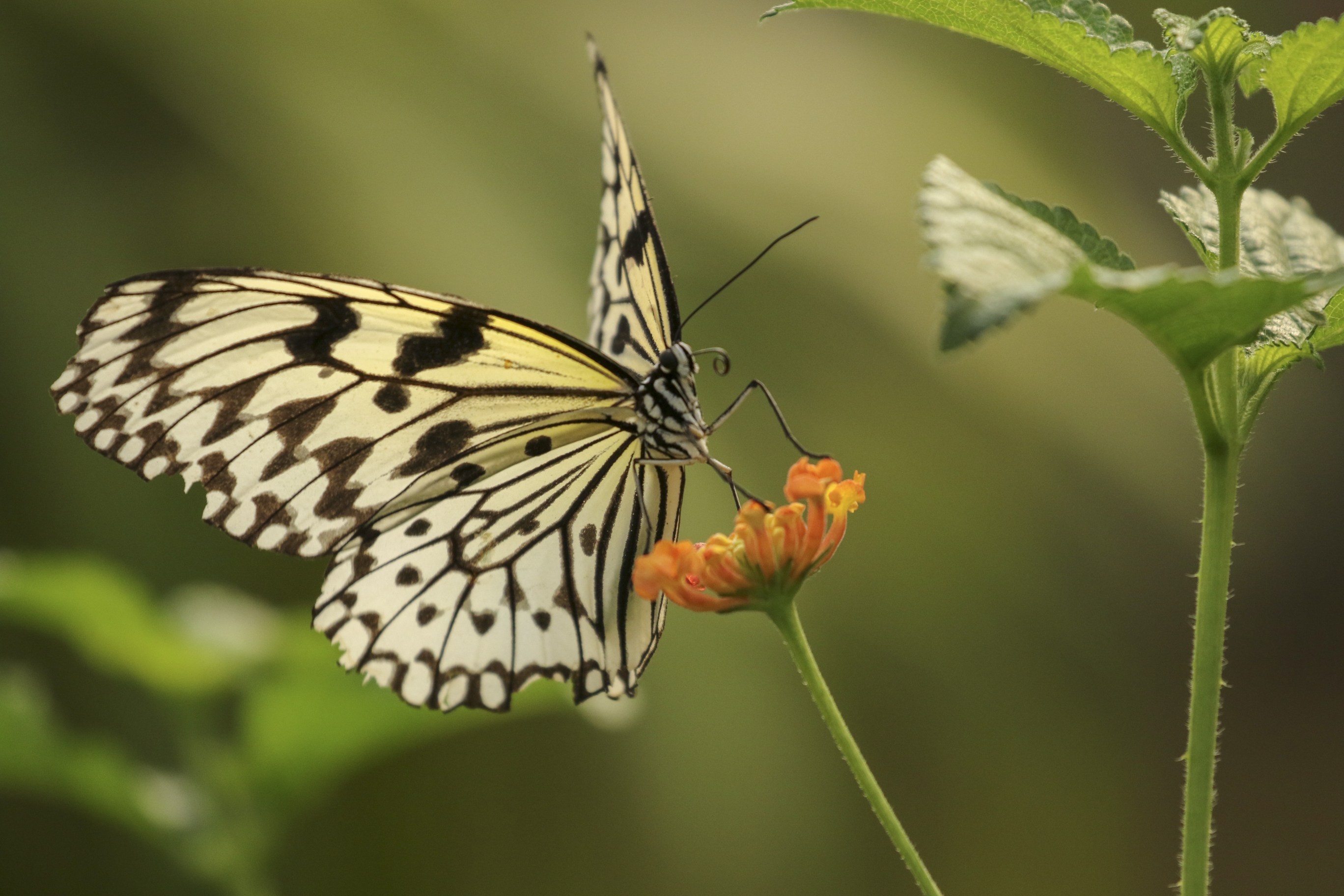 大帛斑蝶vv首发