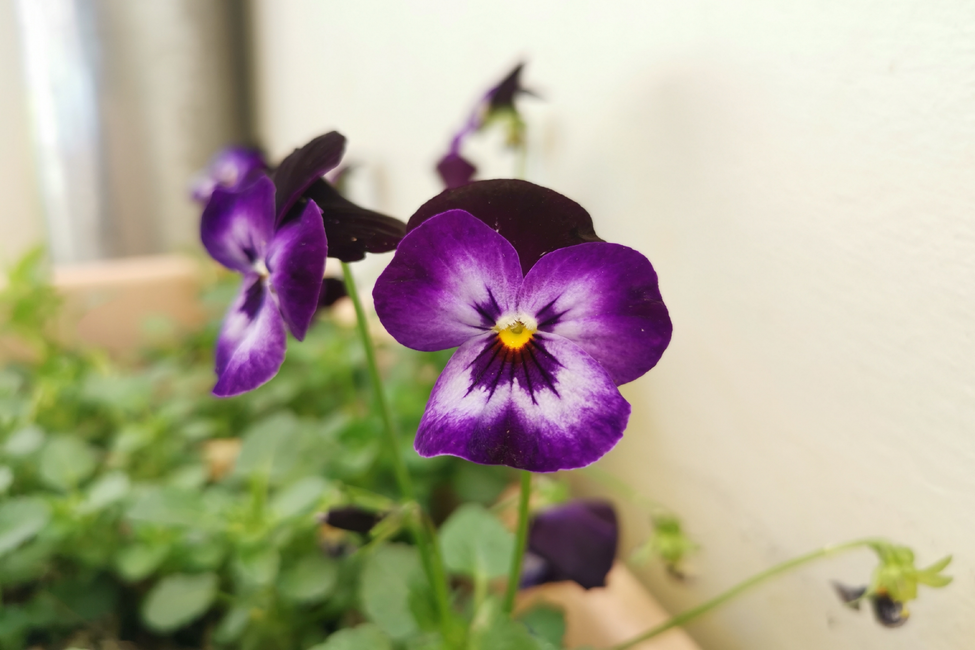 首发用镜头寻找美紫色角堇花