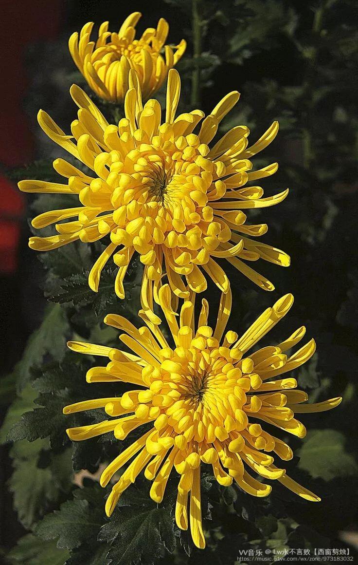 点赞 评论 收藏 lw永不言败【西窗剪烛】 文章