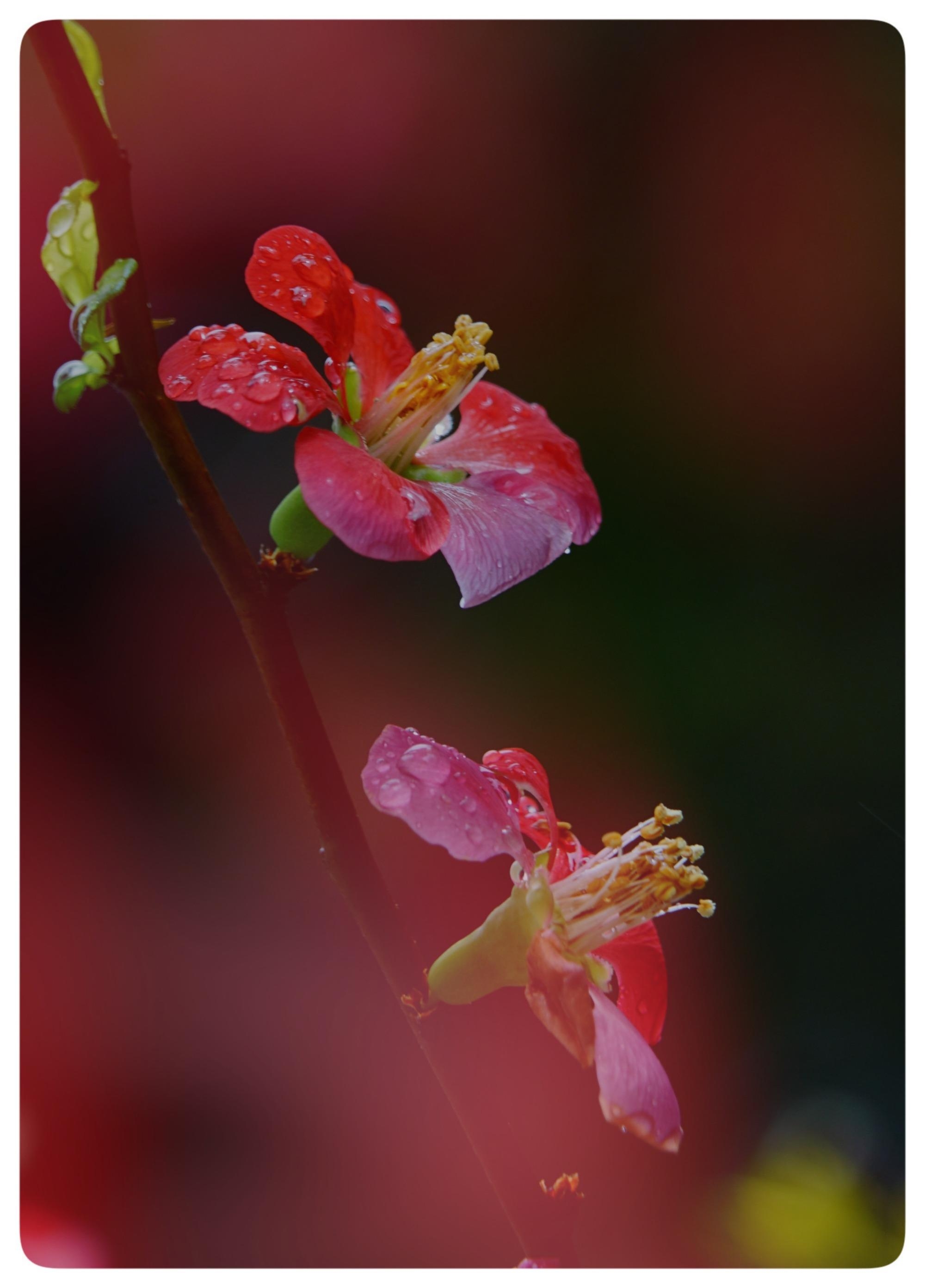 贴梗木瓜花
