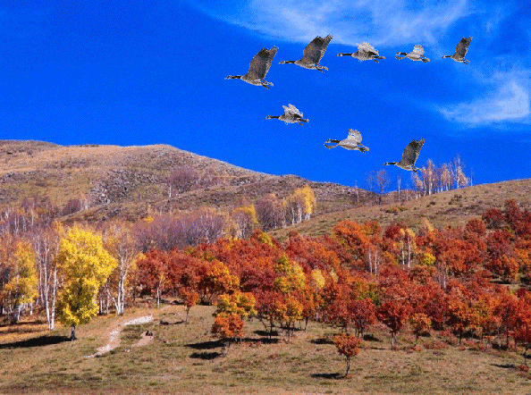 雁南飞大雁南飞秋天到稻谷飘香人欢笑农民喜悦锣鼓敲鲤鱼欲把龙门跳