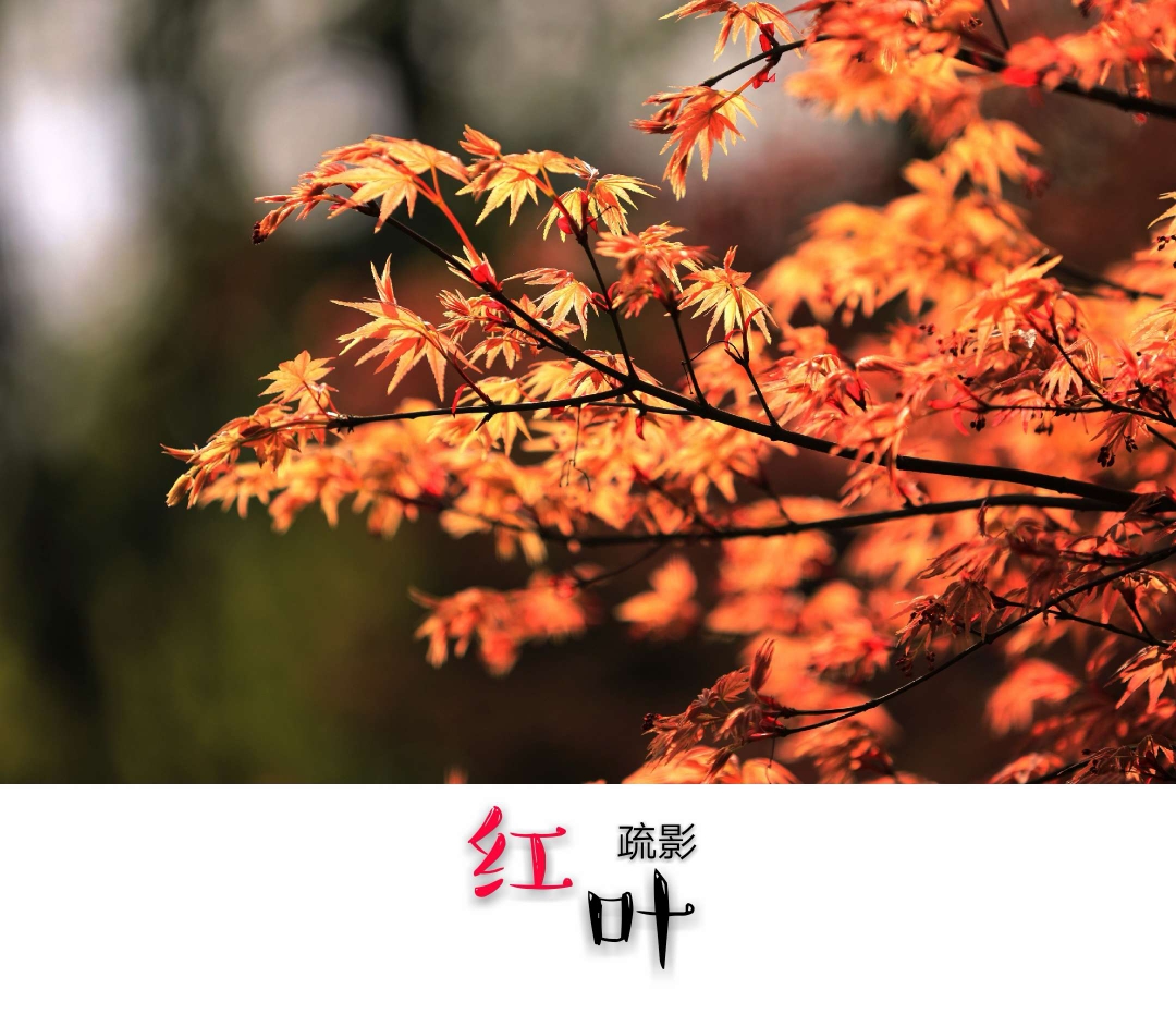 迷漫春色《鸡爪槭疏影》