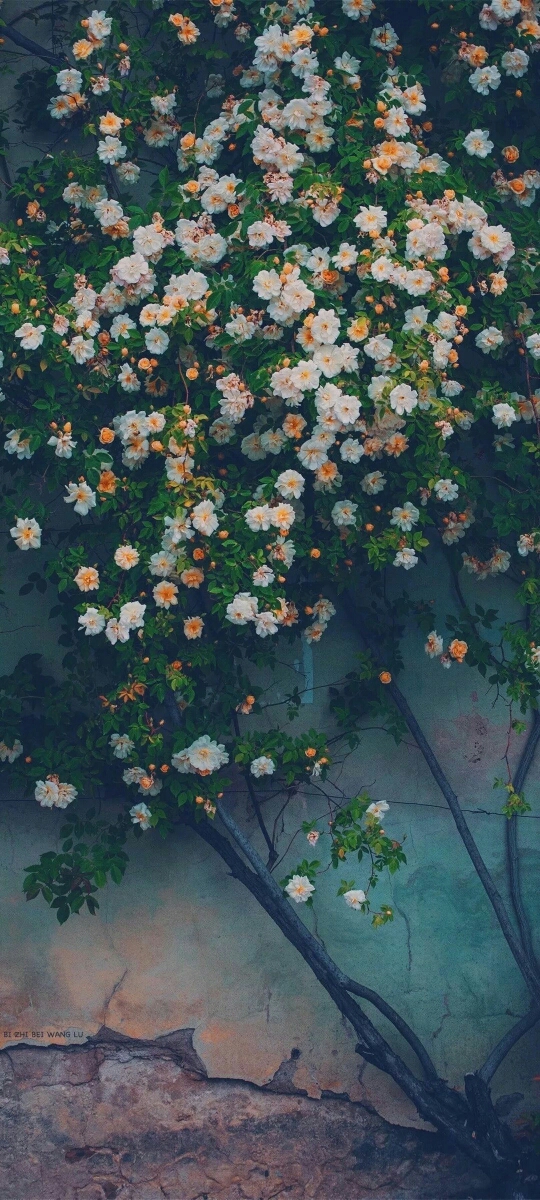 比如帮下了班的爸爸捶捶背帮妈妈做做家务你们都是乖宝宝