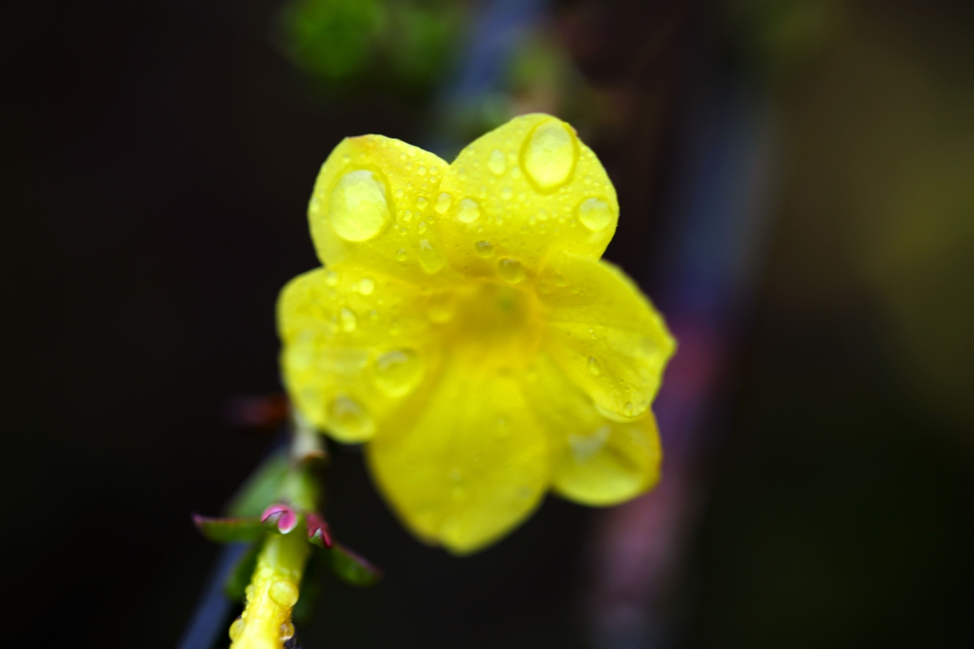 雨中小花